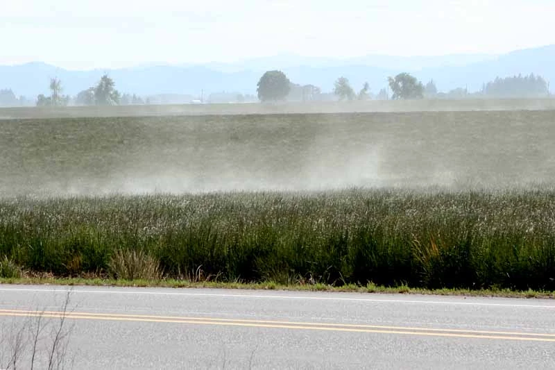 After looking at the comments about gnats, it got me wondering. So, I did a Google search and there are lots of photos like this of blowing grass pollen.