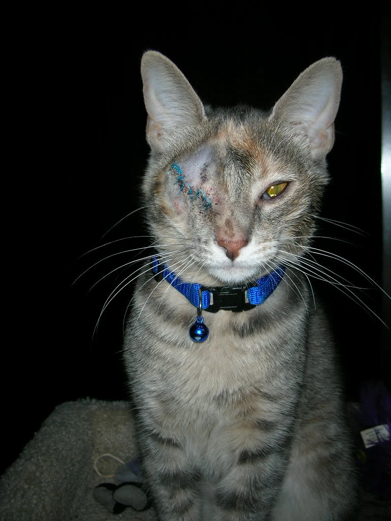 dscn8450 Post operation Wink.