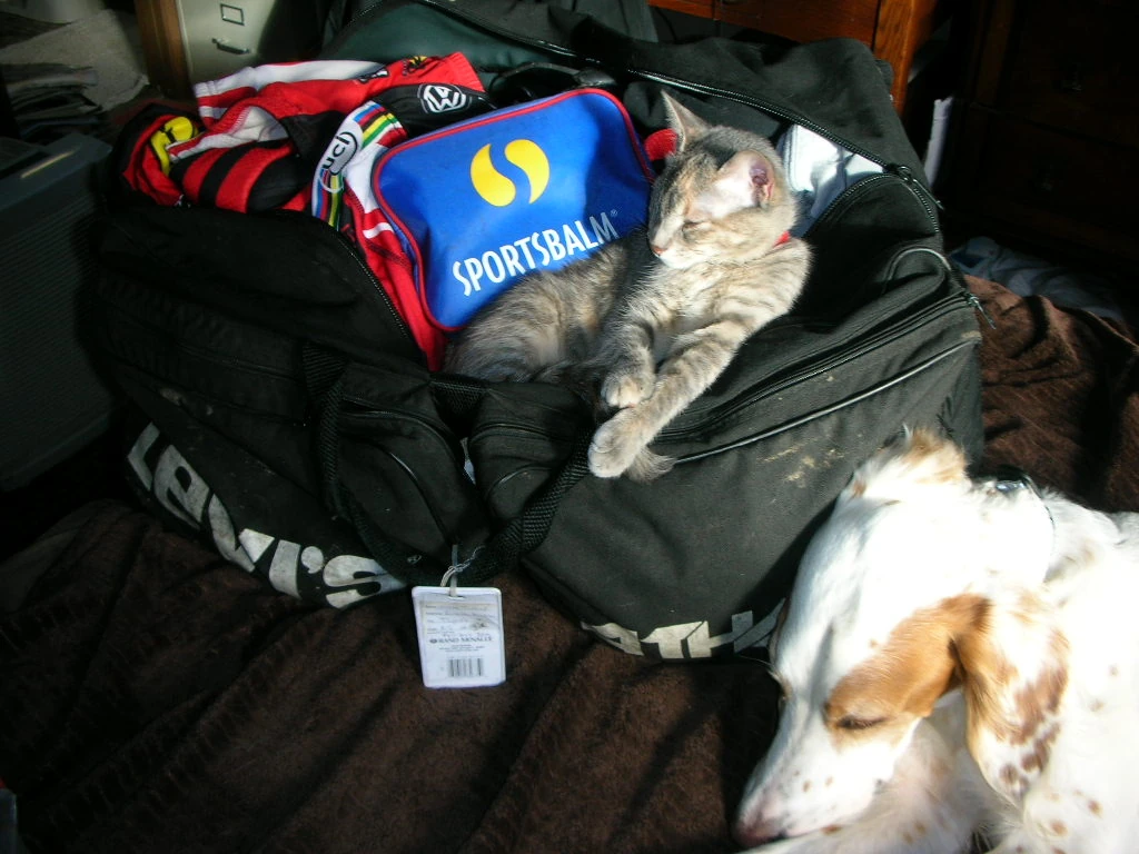 Pets always know when I&rsquo;m leaving.