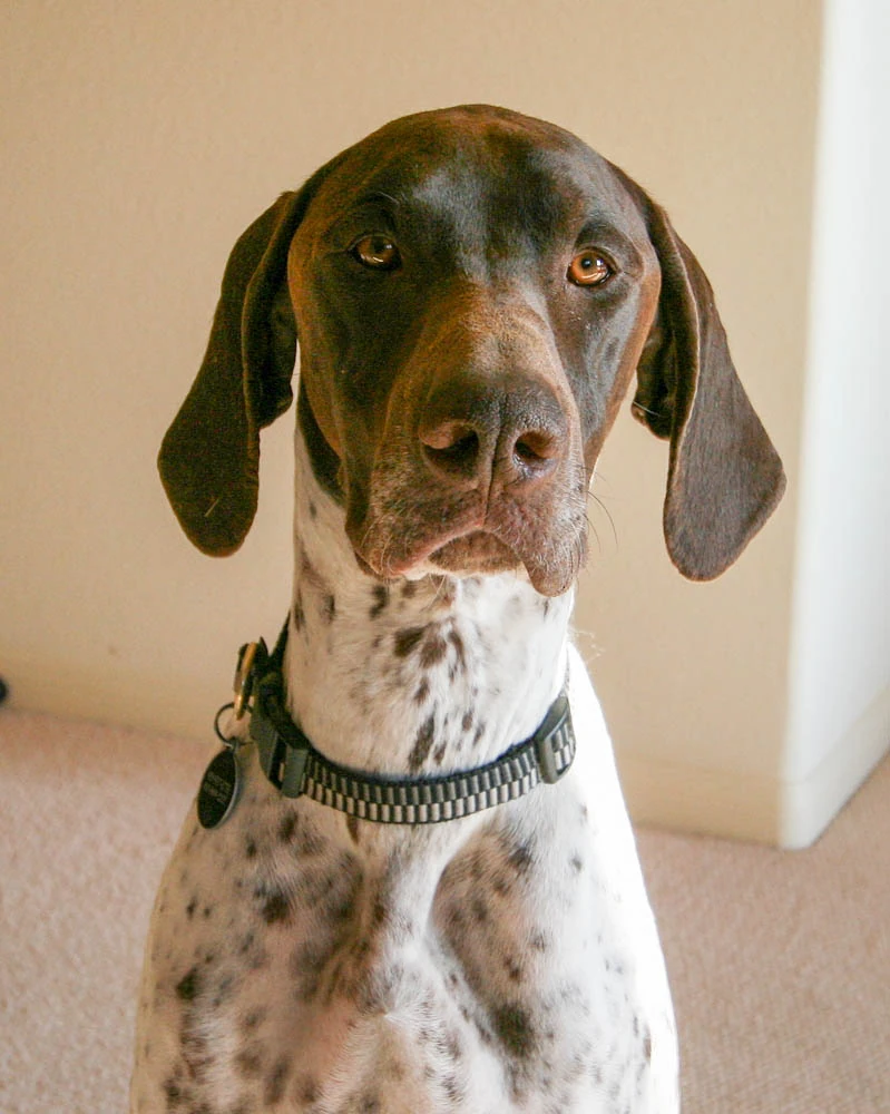 Very beautiful fellow.