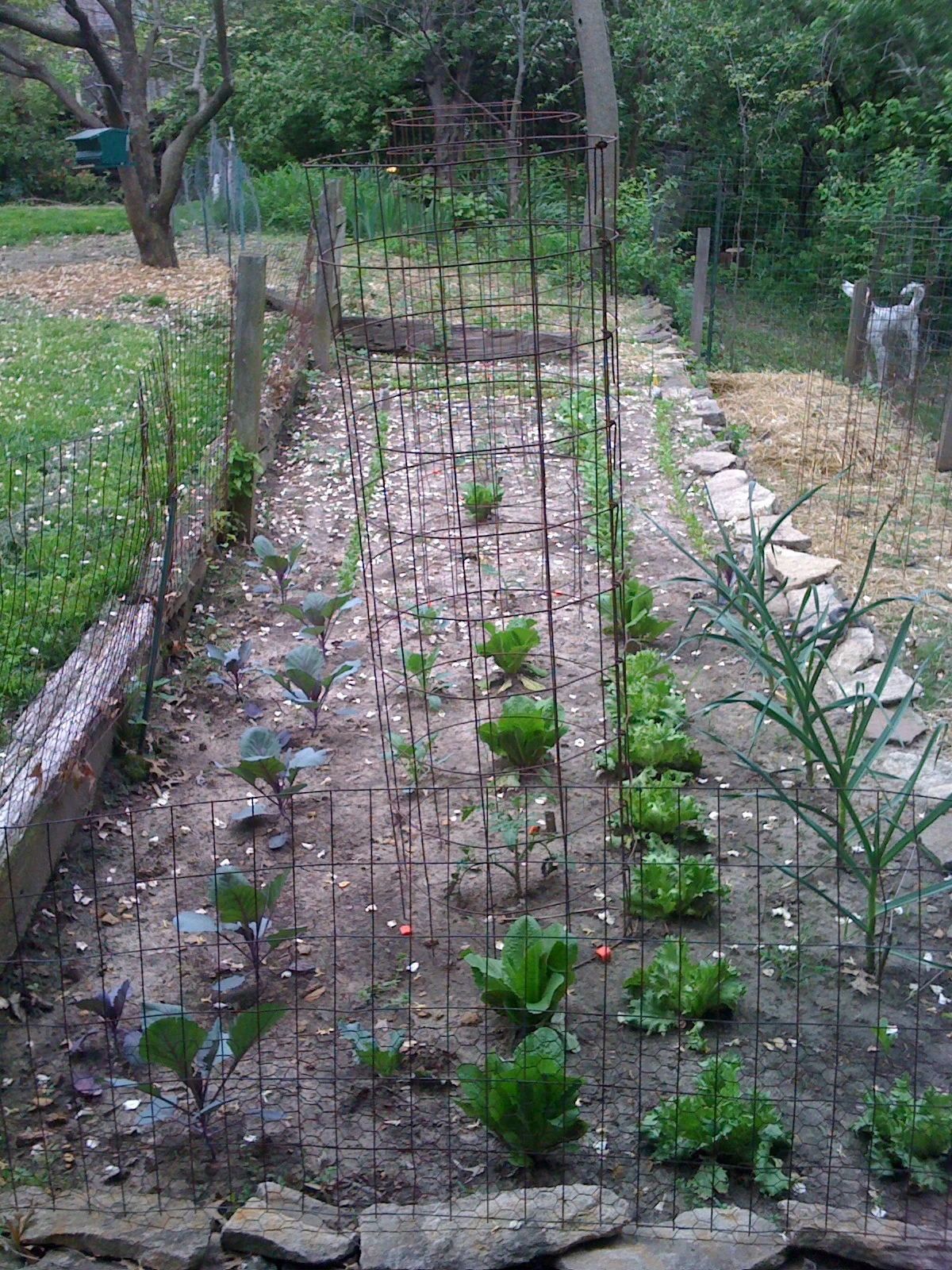 img_0340 Vegetable garden is appreciating the moisture.
