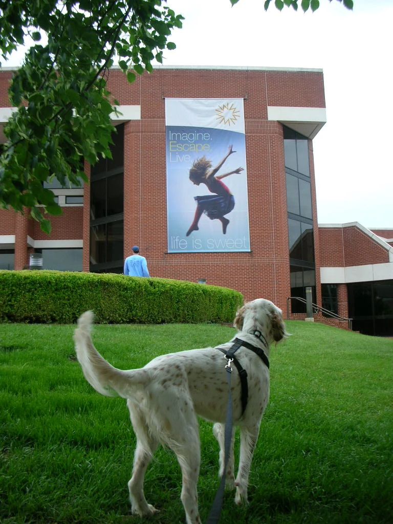 Banner Bromont saw. Explains how I&rsquo;ve try to show him to live!