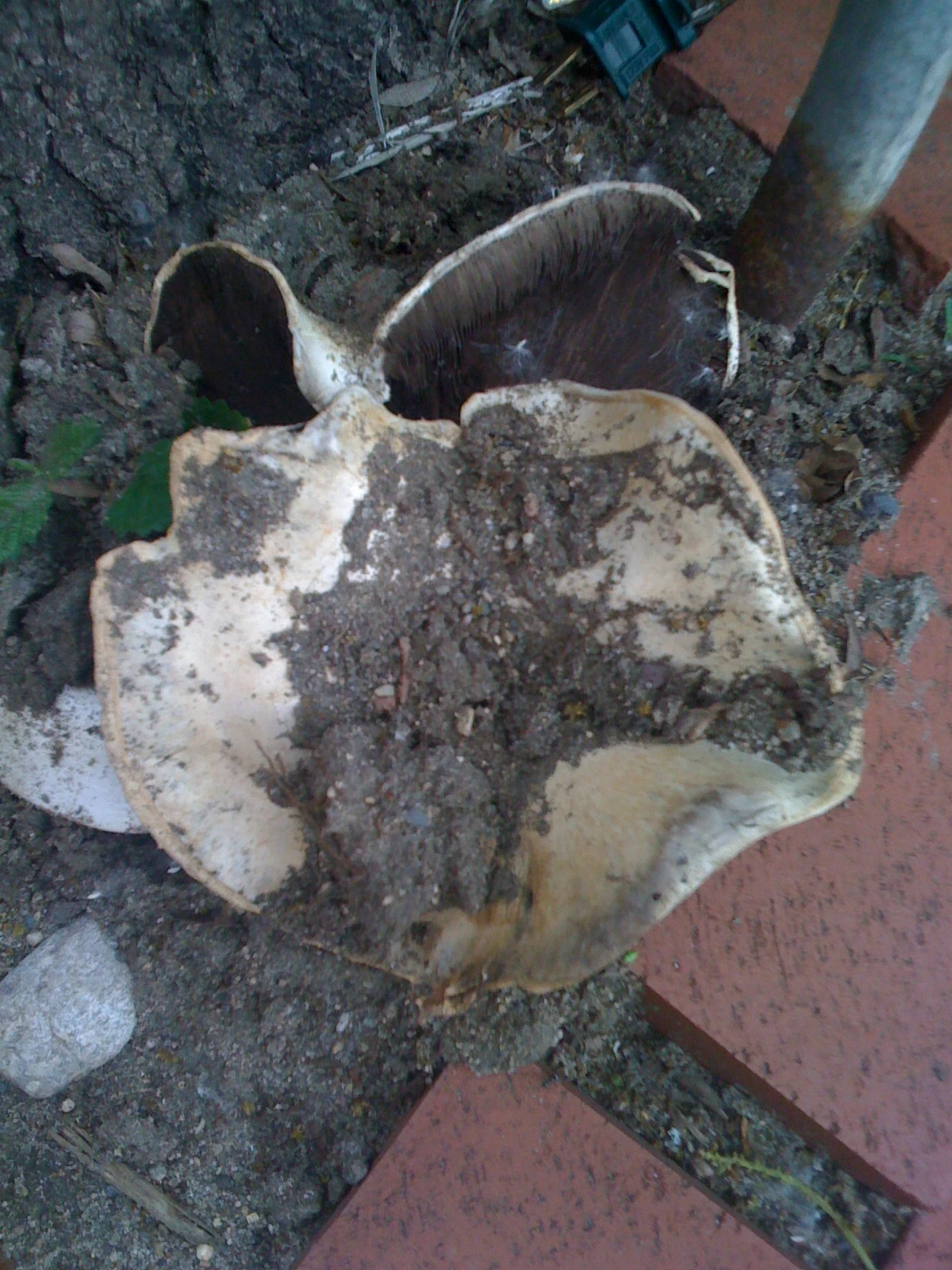 Weird mushroom where we parked in Cannon Falls.