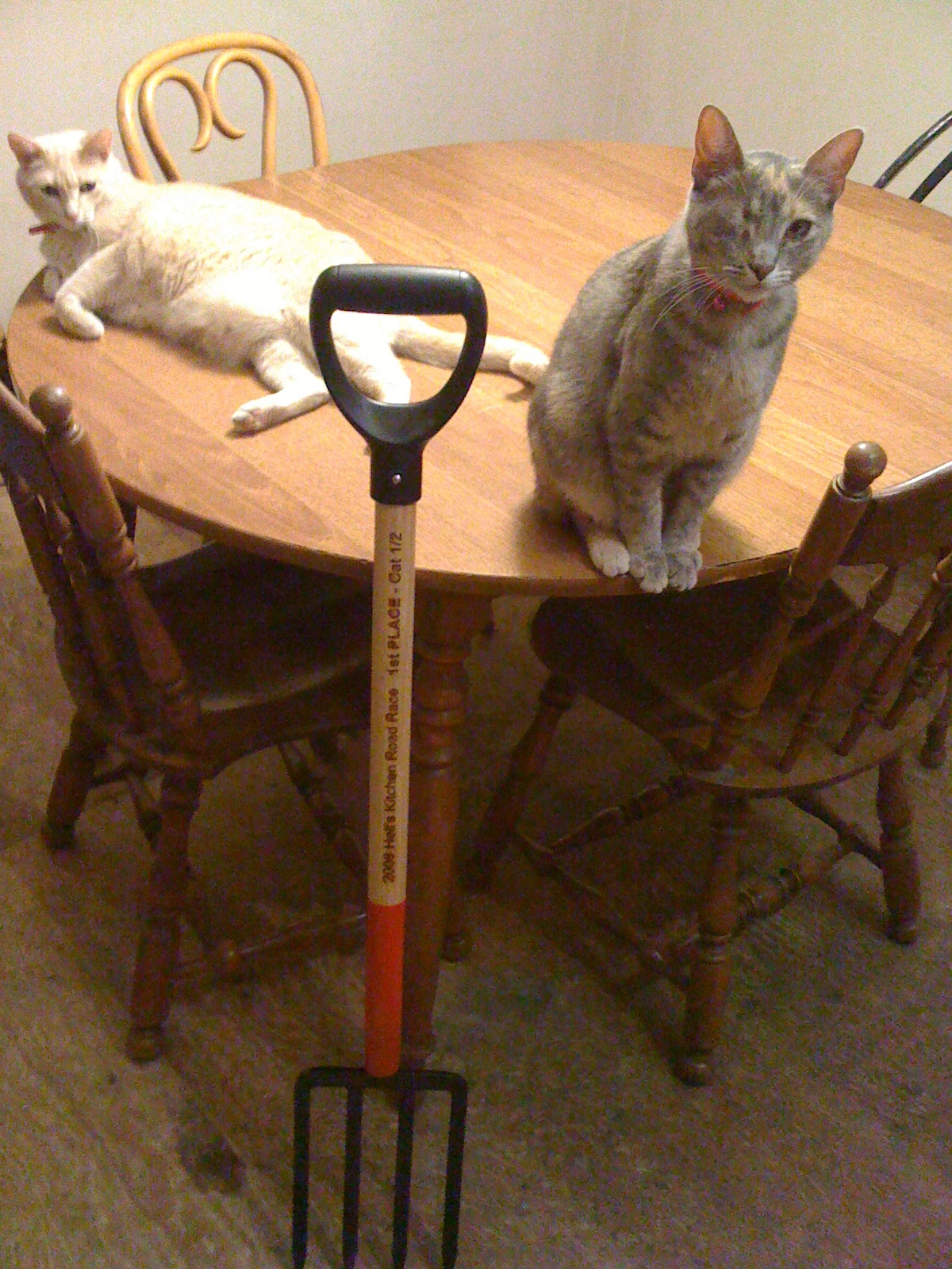 IMG_0240 Trophy - engraved pitch fork. Willow and Wink more interested in camera I guess.