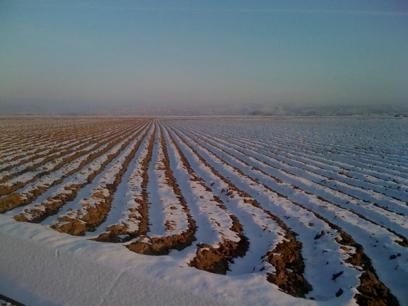I love well groomed, fallow fields in the winter.