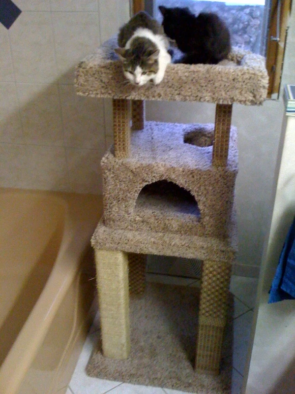 cattower1