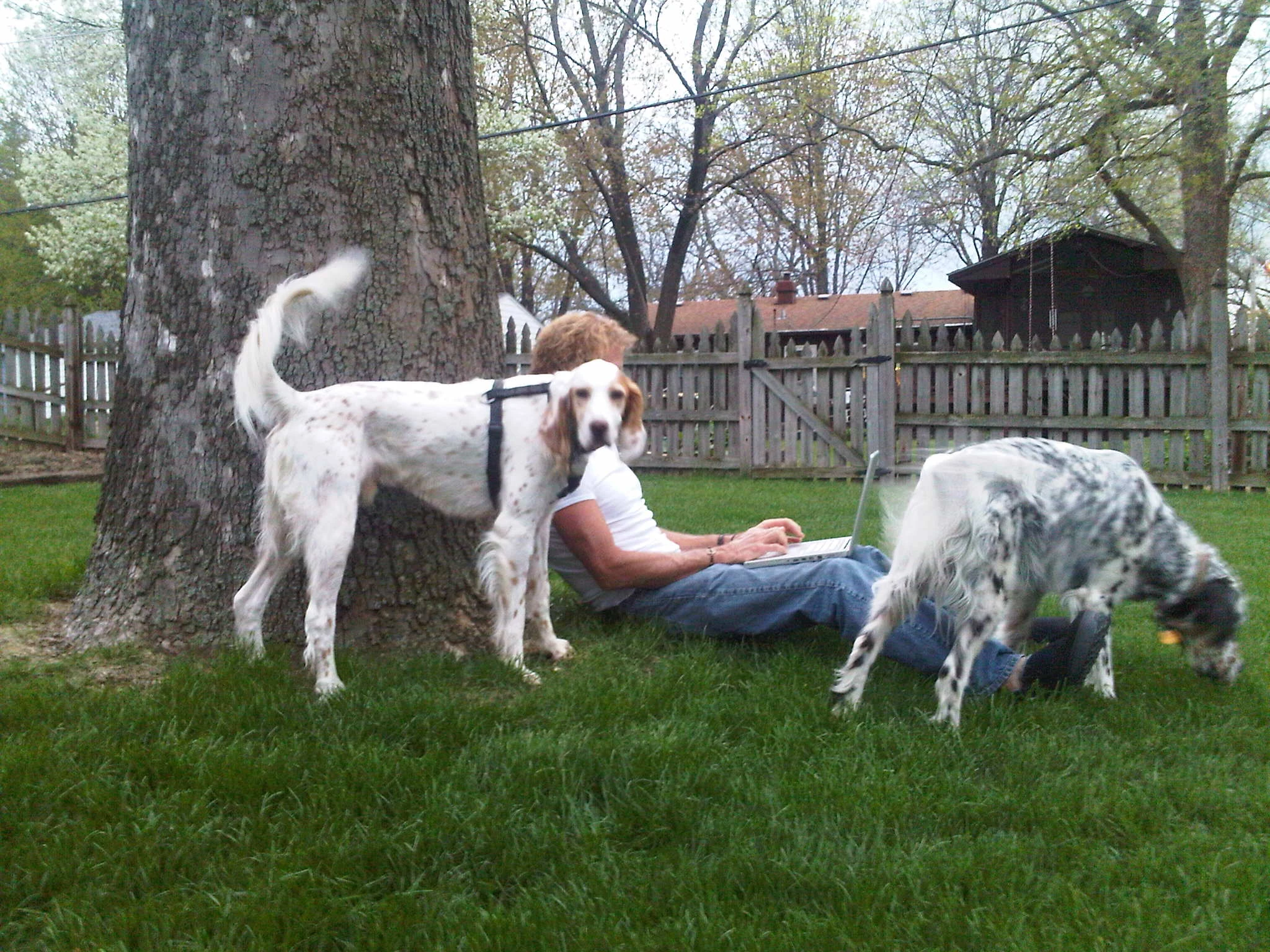 SteveStealinginternet