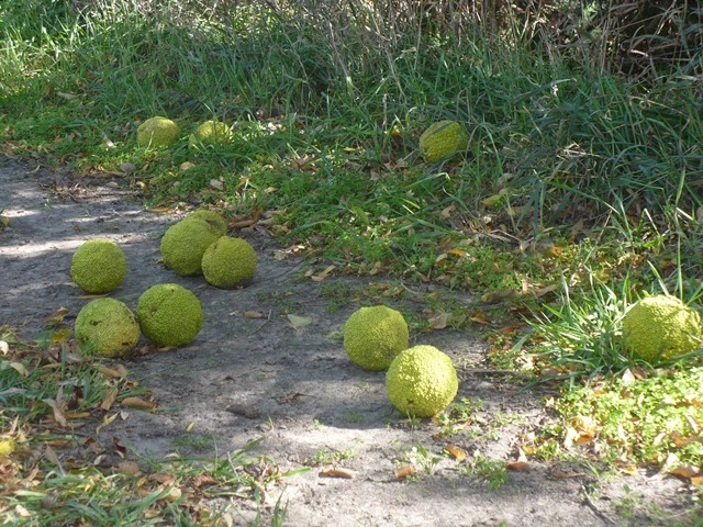 Hedge apples are everywhere around Northeastern Kansas.