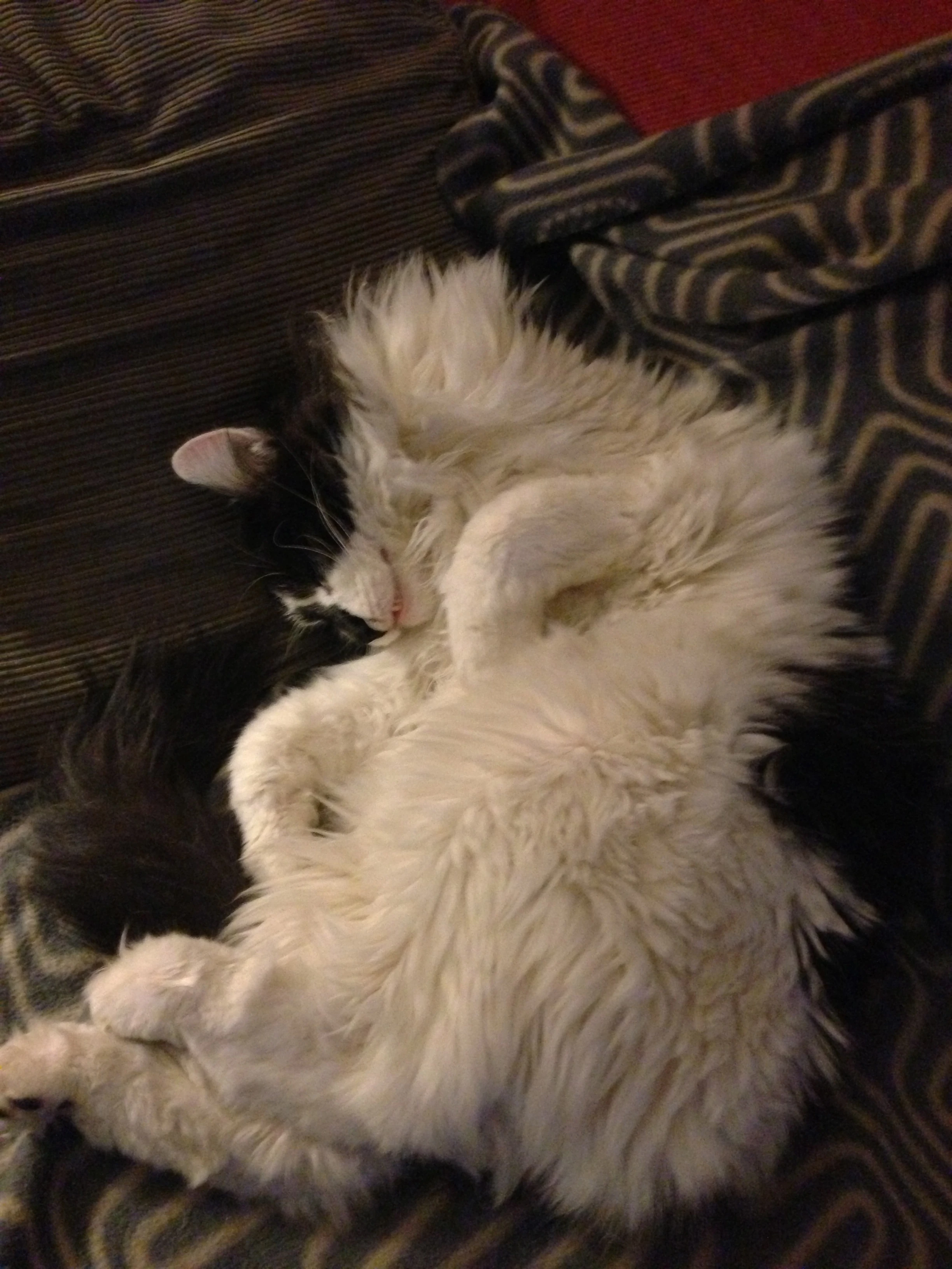 Cats sure no how to sleep in the winter.