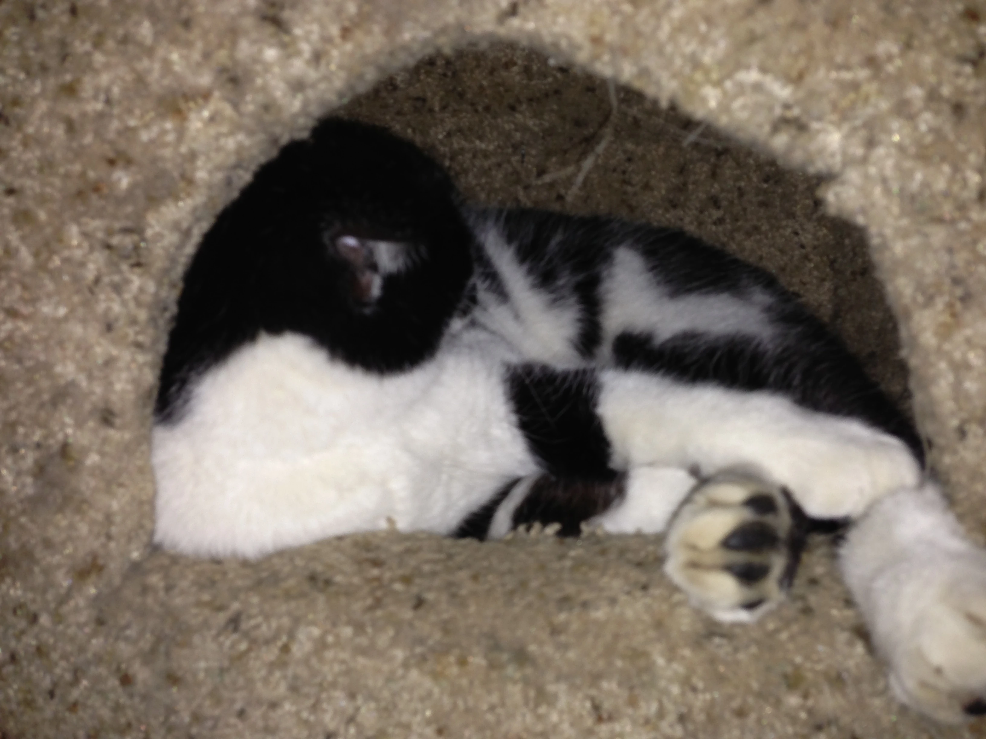 Even thou 8 live here, sometimes it&rsquo;s hard to find one awake.