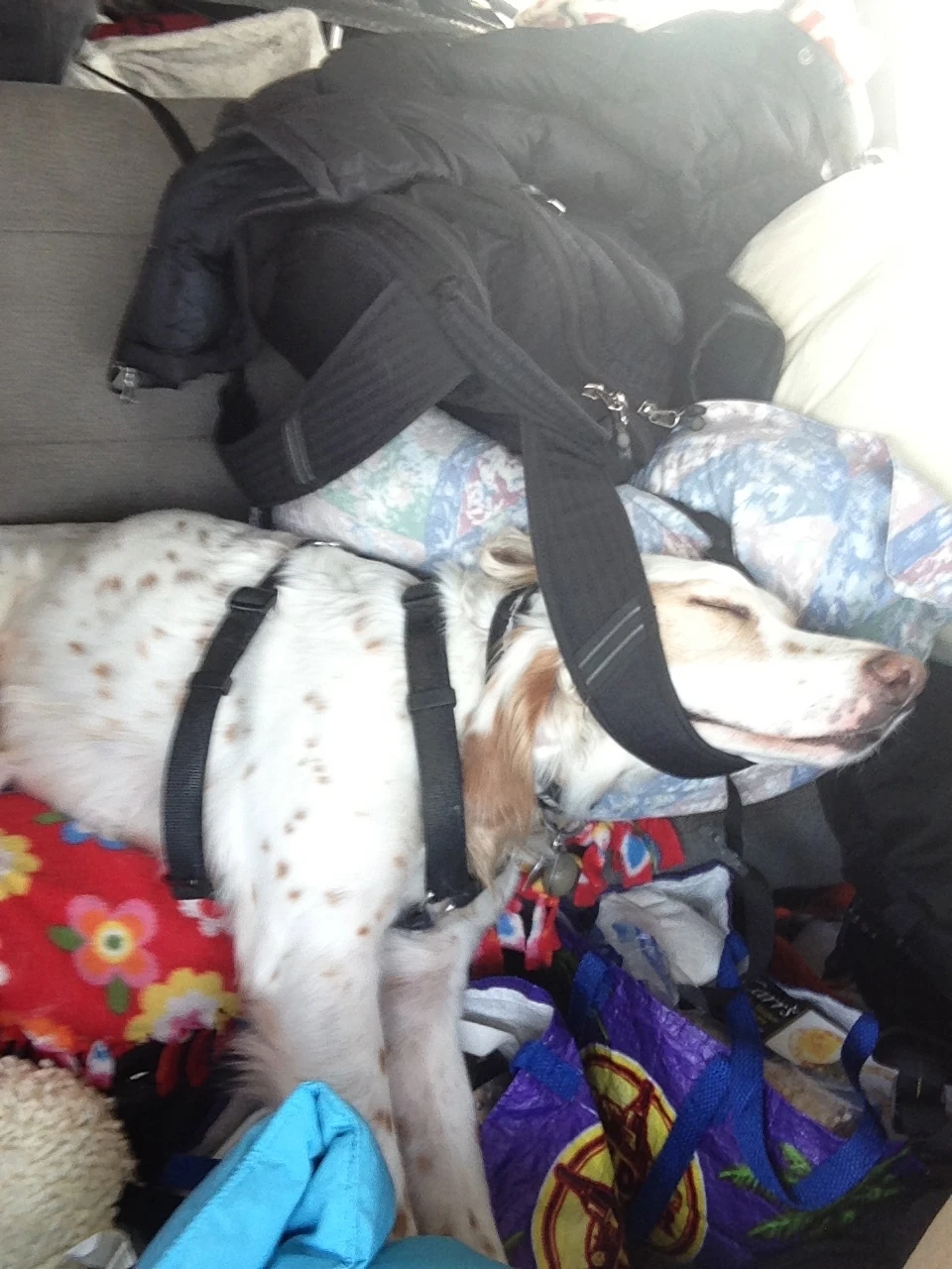 Bromont was pretty tired on the drive over and used the strap on my backpack to hold his head up. Lazy little man.