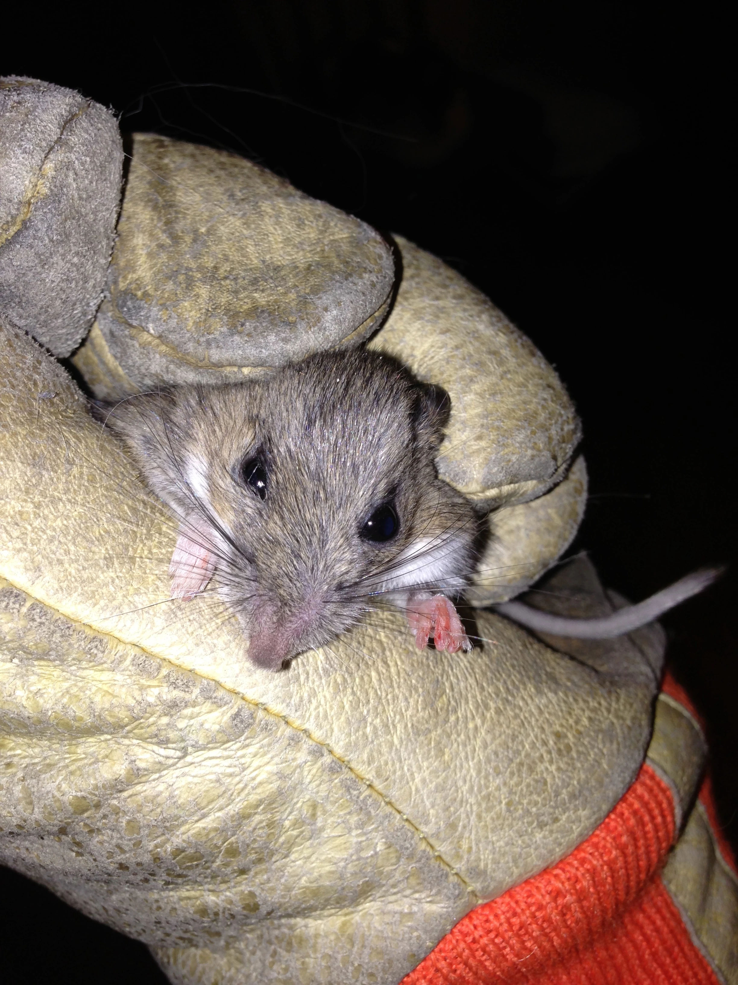 This is a mouse that one of my cats brought in last night from the cold. It was a catch and release program. They are more interested in the catch than the eating it seems.