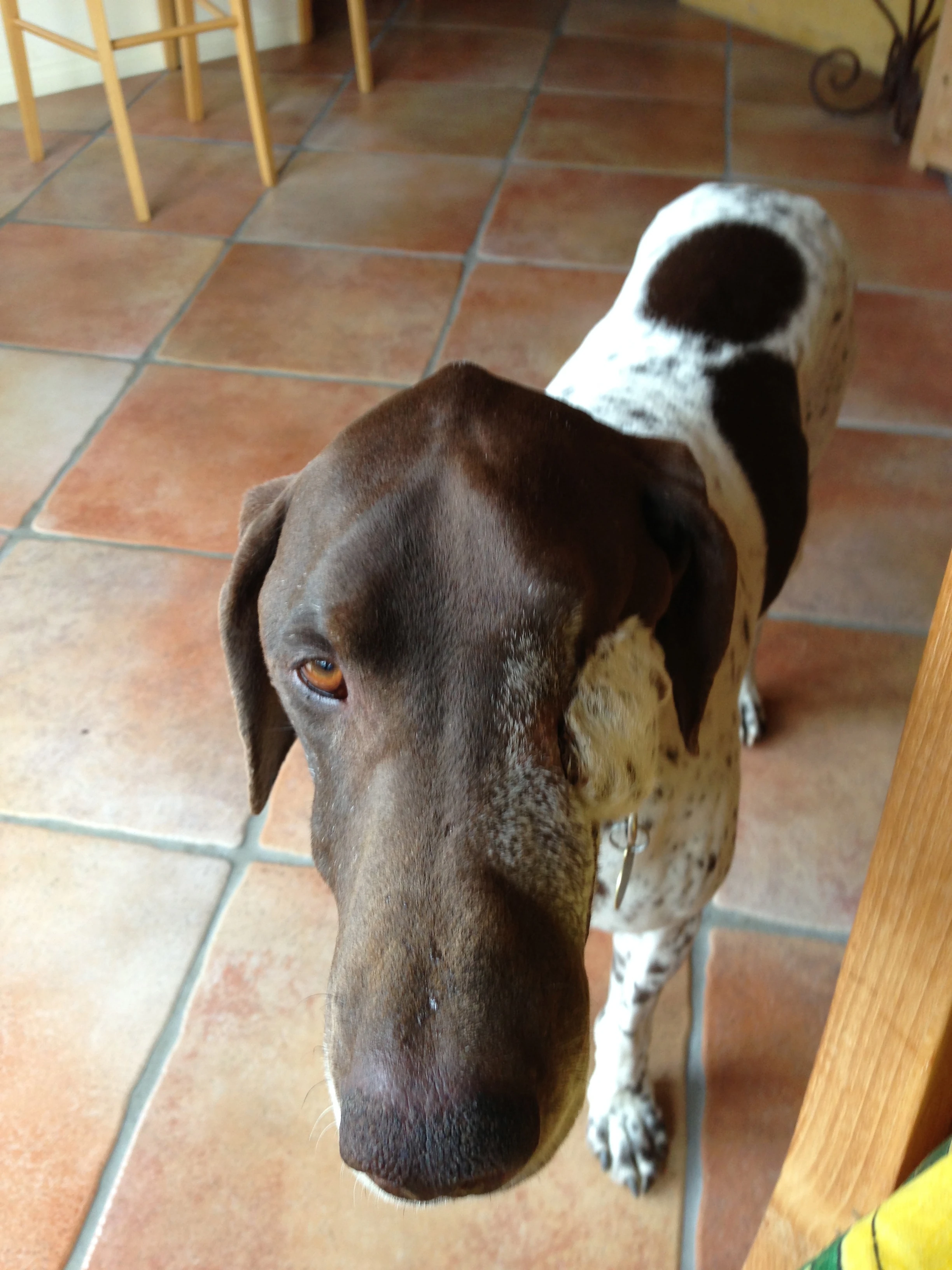 This is Ranger. He acted as a blanket during my time of need. I appreciated the companionship enormously. 