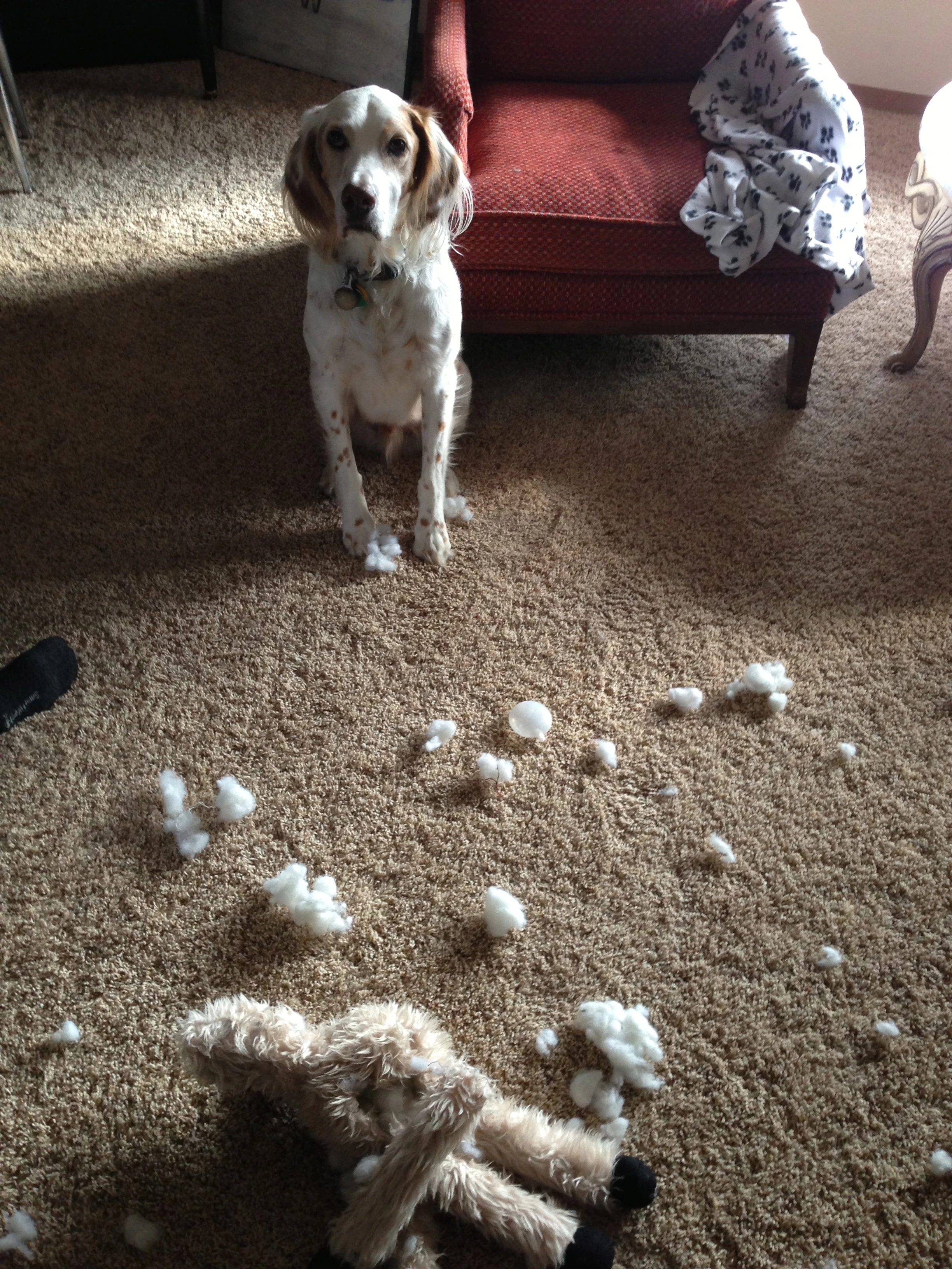 Here&rsquo;s Bromont looking all cute and innocent, like, I don&rsquo;t know who ripped this guy up and made the mess.