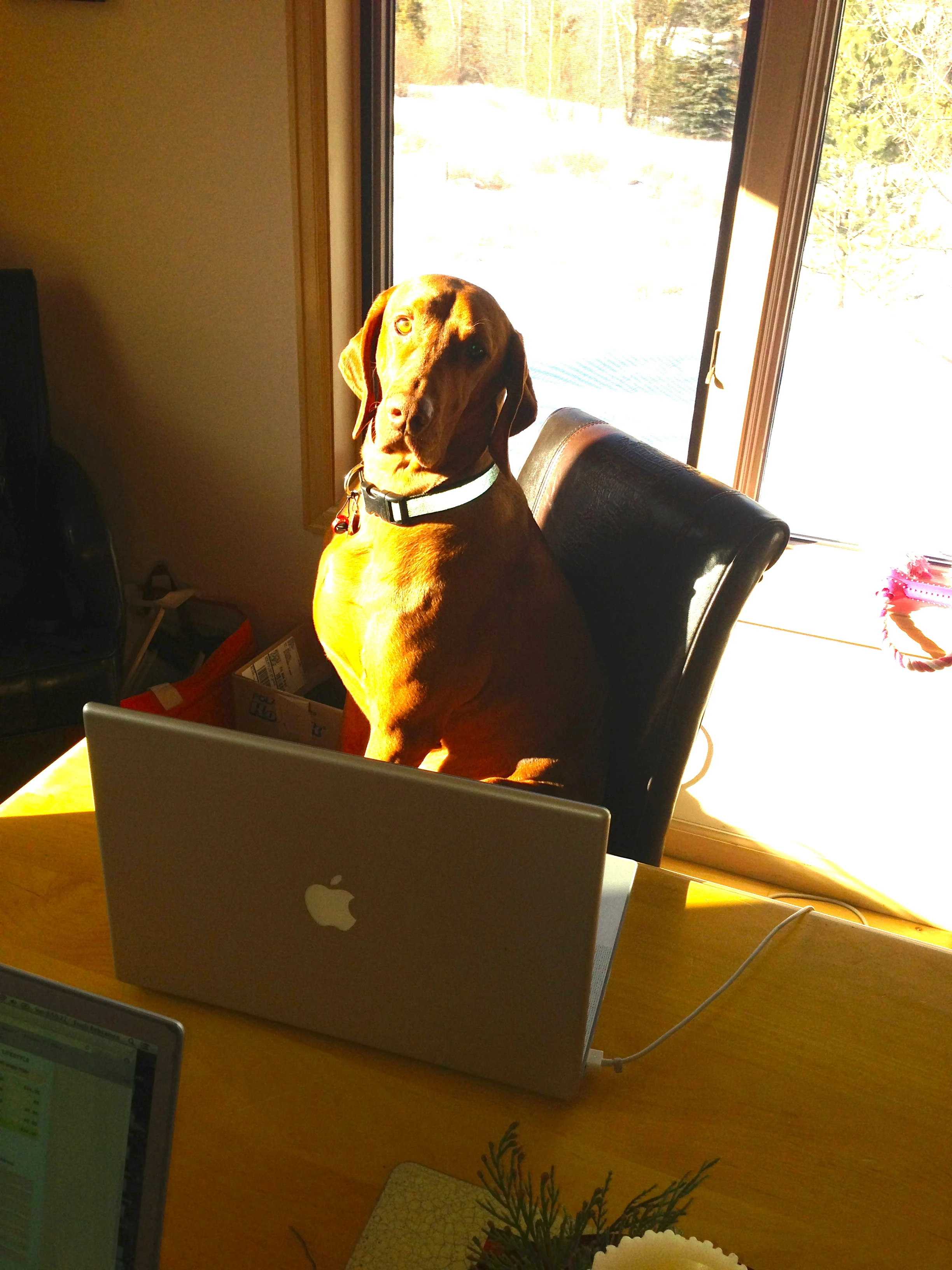 We’re watching Vincent’’s dog, Jack. Jack always steals your chair as soon as you get up.
