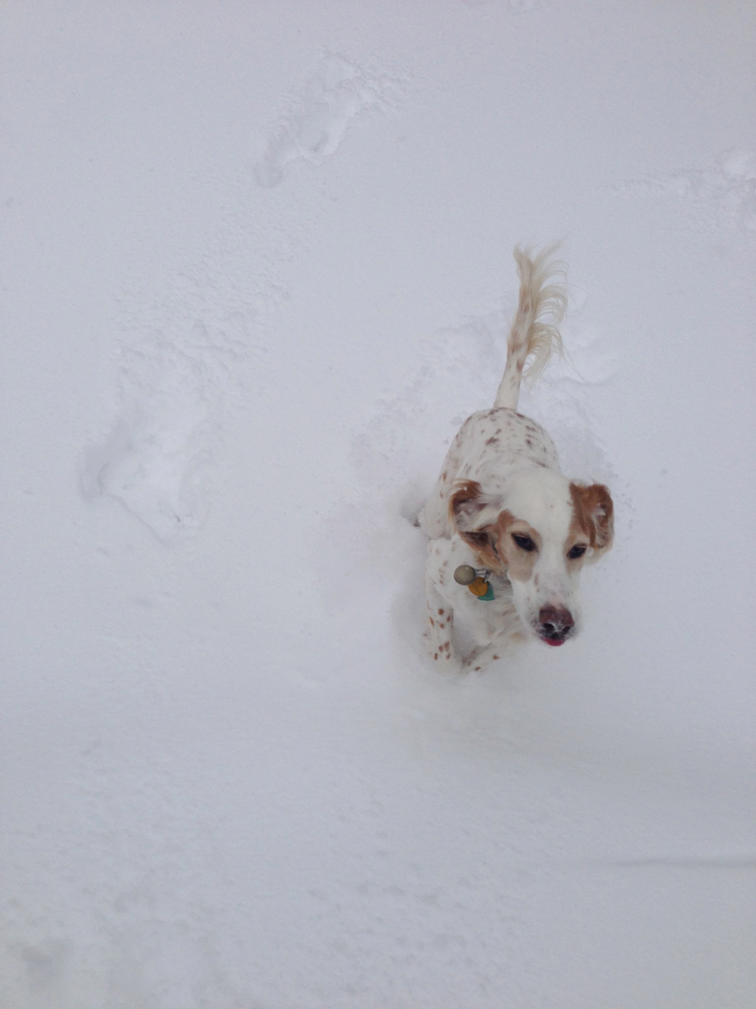 Bromont running around in Vincent&rsquo;s backyard before we drove up to the mountains. It was nearly chest deep for him.