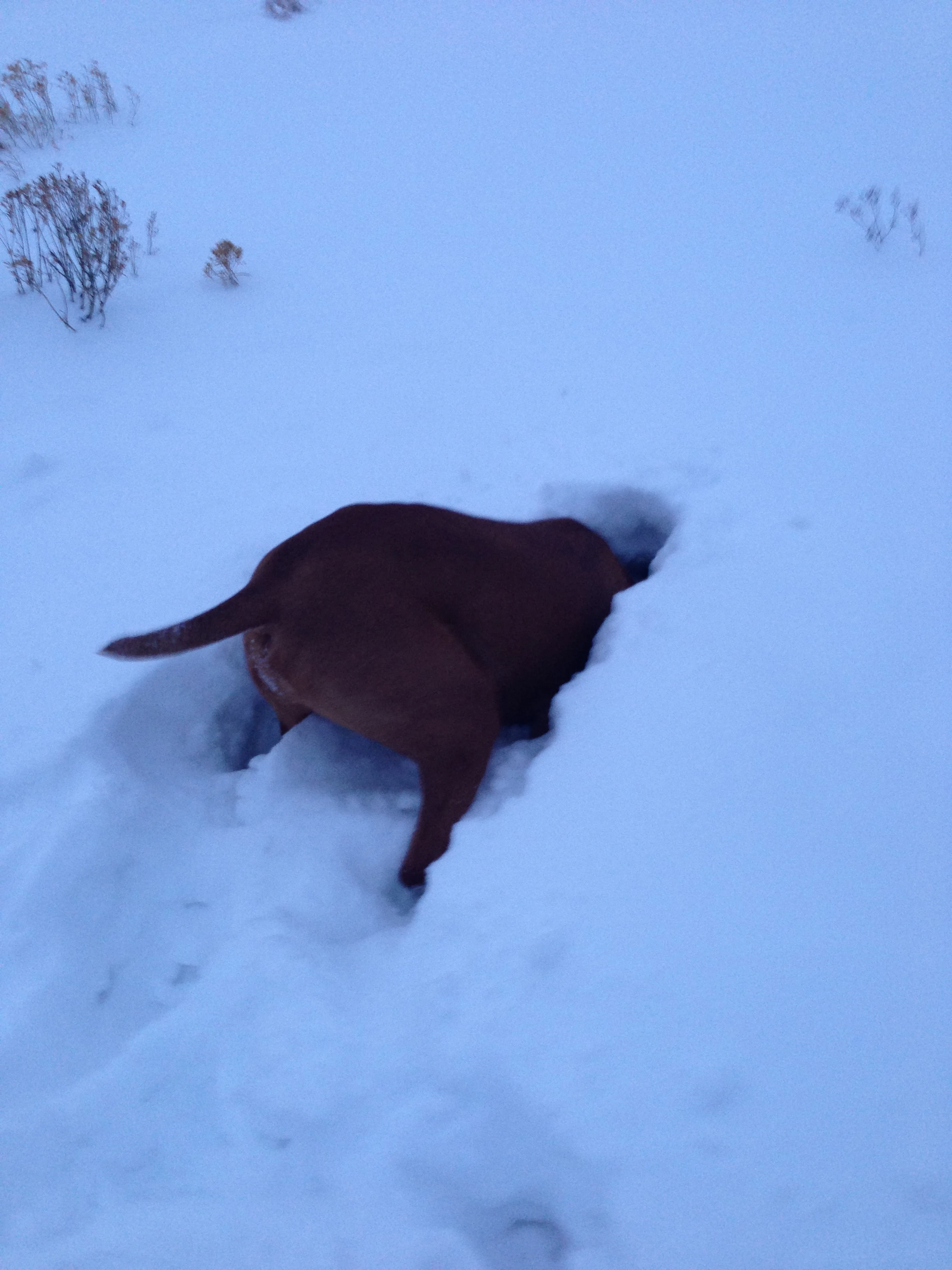Jack made the cut and came back up to Silverthorne with us. Not sure what he was going for here.