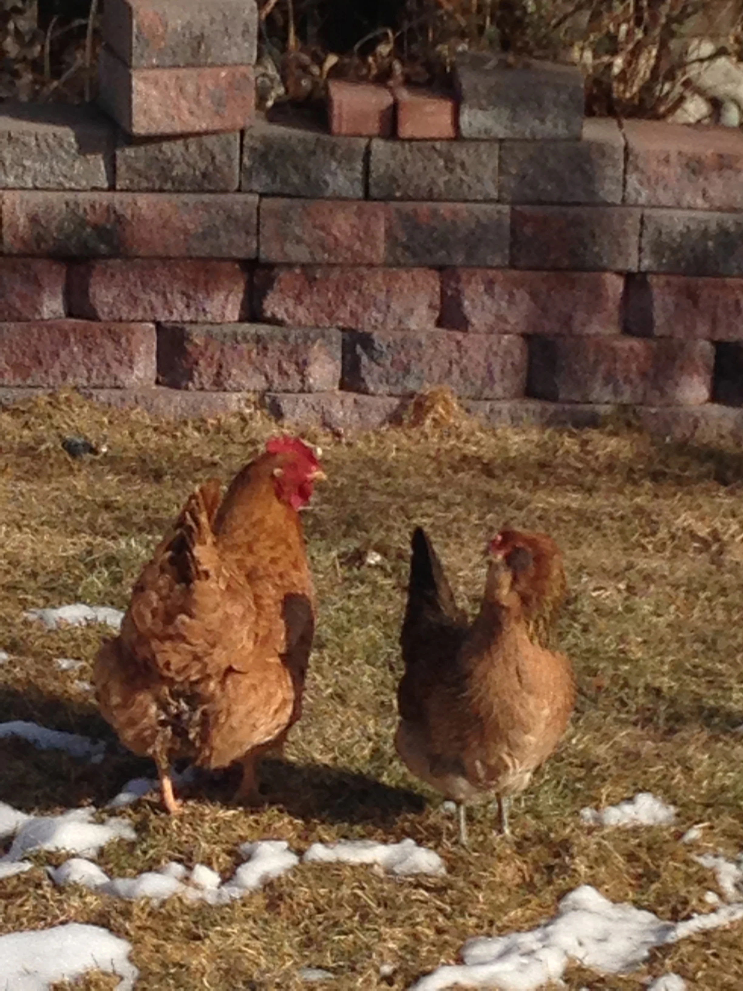 Bromont nearly ate one of these guys last summer, but now doesn&rsquo;t even pay any attention to them.