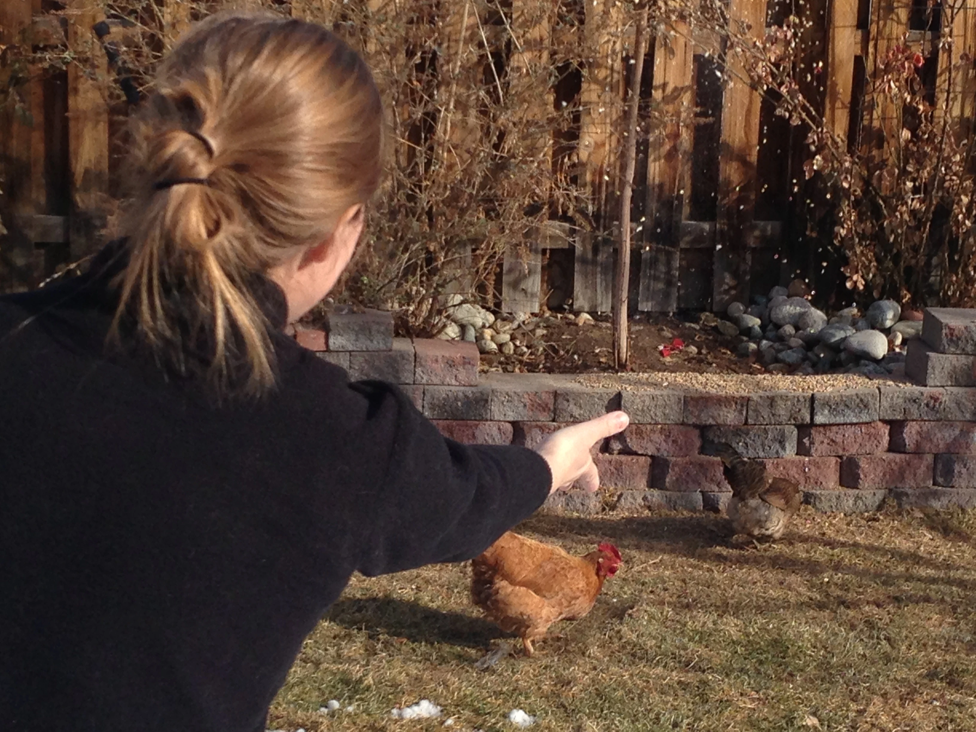 Lisa feeding the chickens in their backyard.