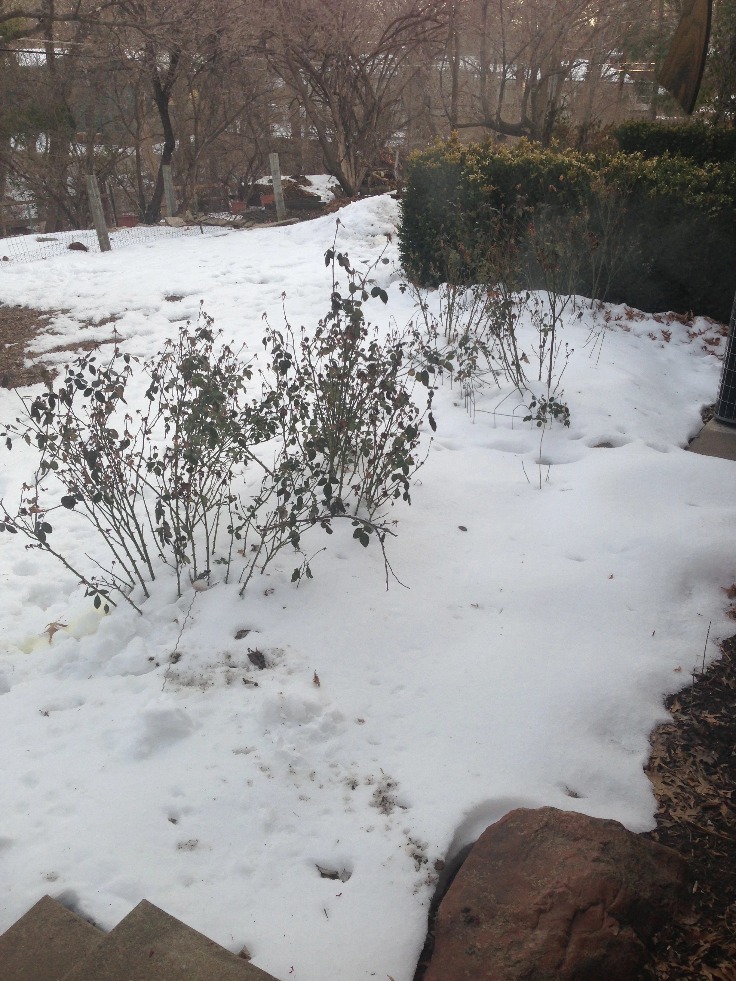 Our backyard this morning. It’s gonna be awhile before this all melts.