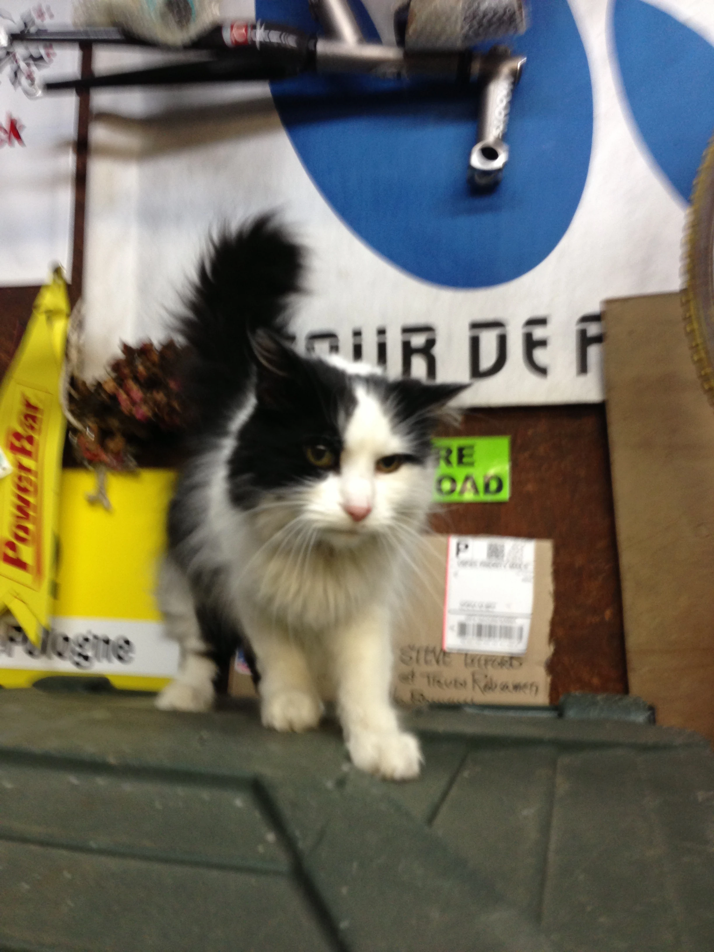 The cat seems nearly fearless.