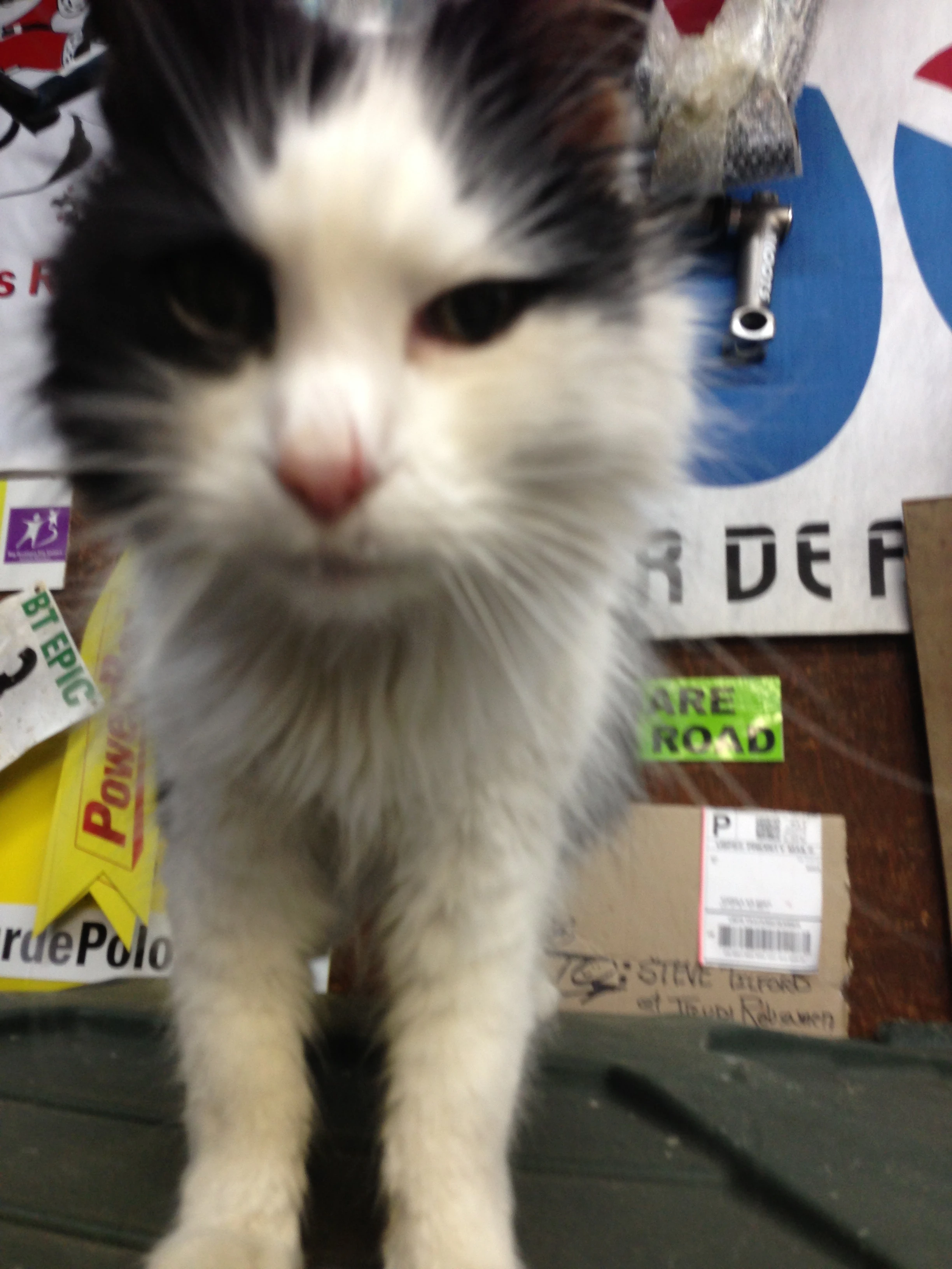 The cat to be delivered to Lousiville.