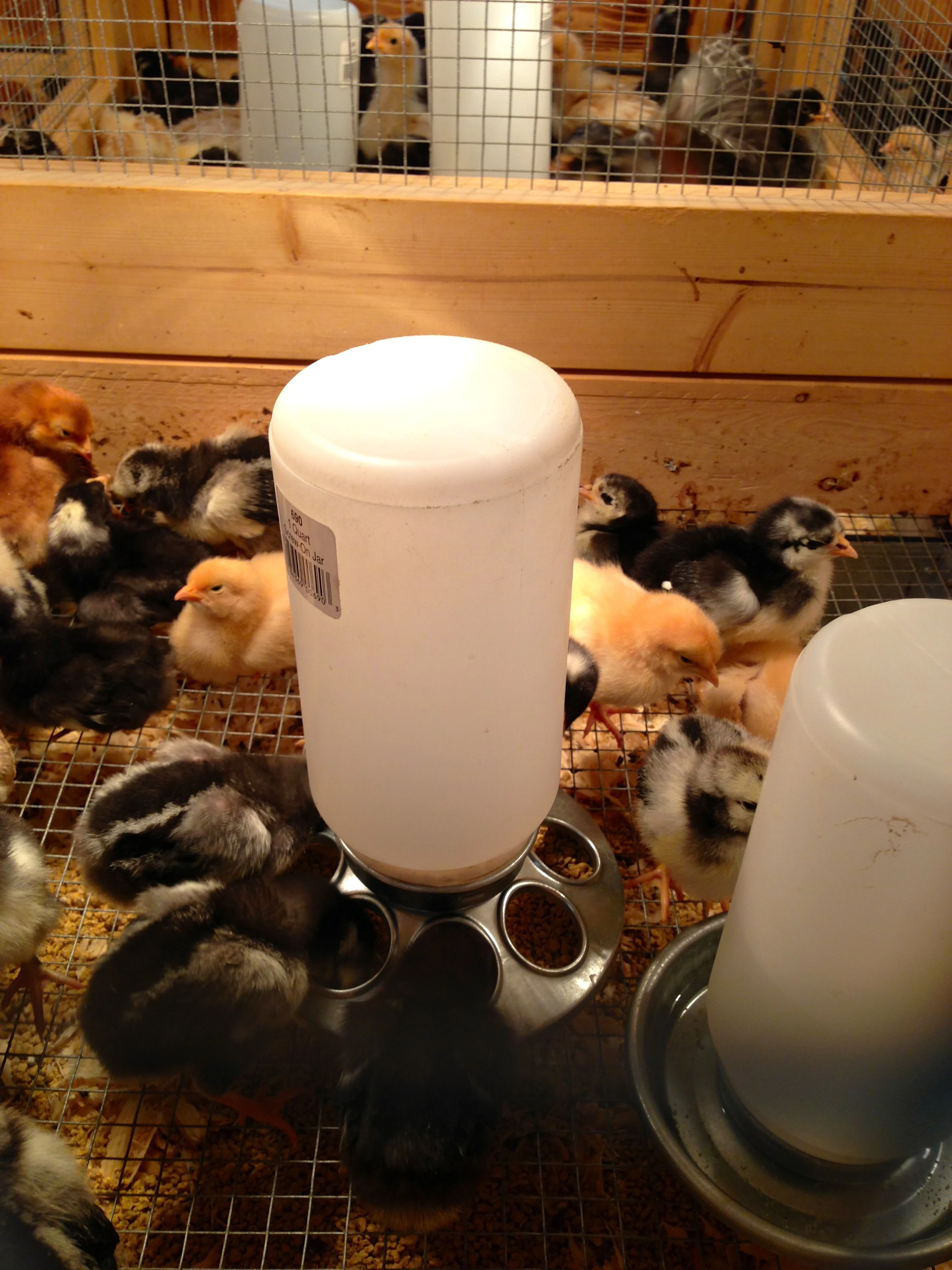 I&rsquo;m seriously considering getting some chickens soon.