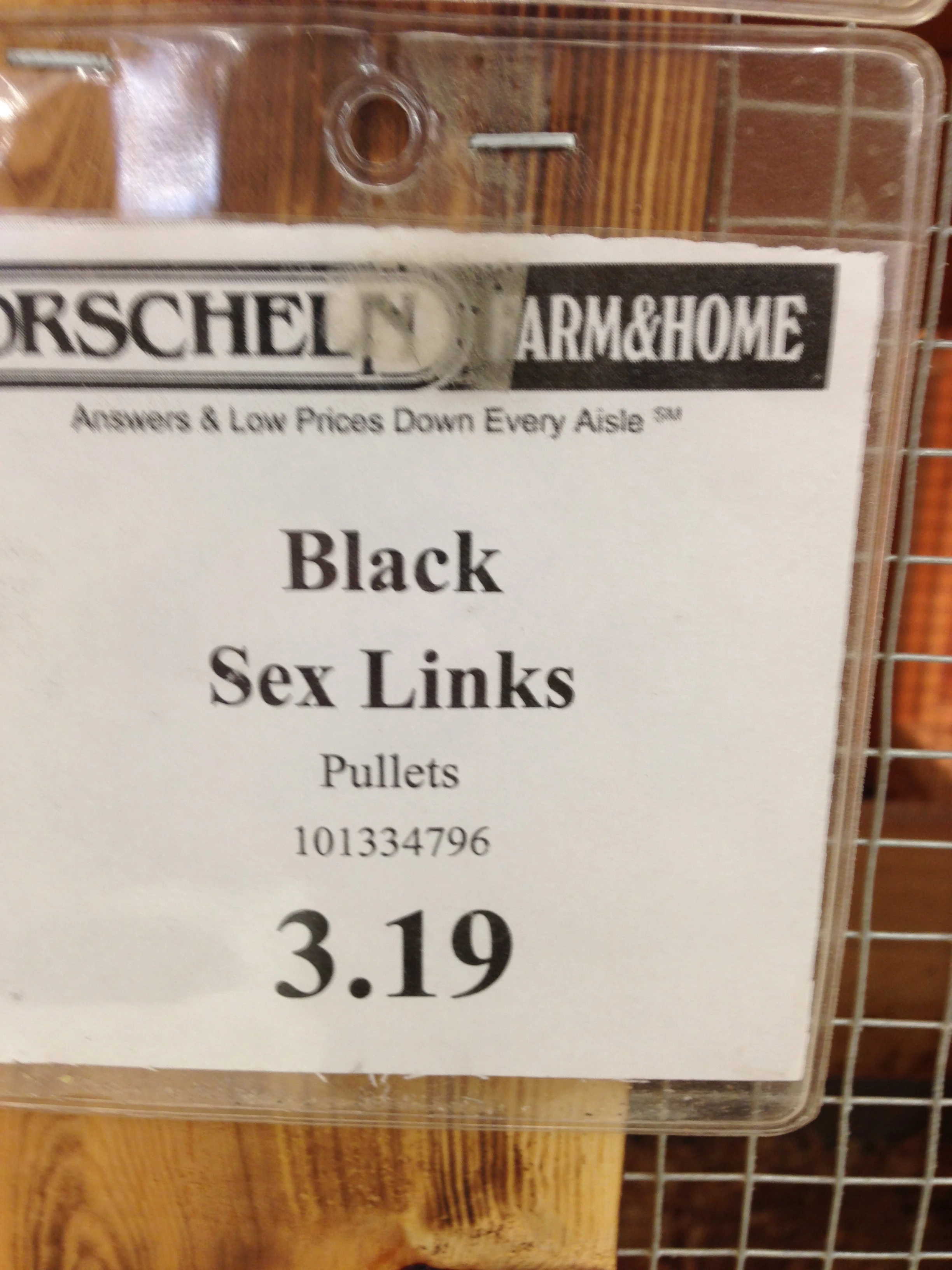 I think I&rsquo;m am going to get these. They have big brown eggs and lay a bunch. I&rsquo;m not sure where the name came from.