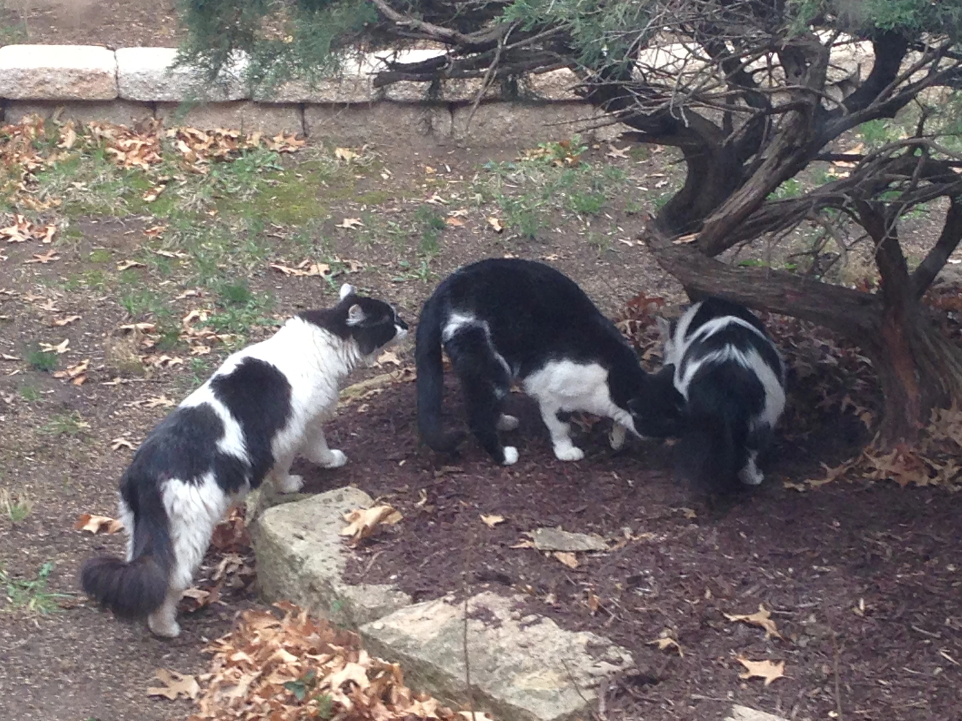 The kittens, all siblings, are super interested in anything going on outside.