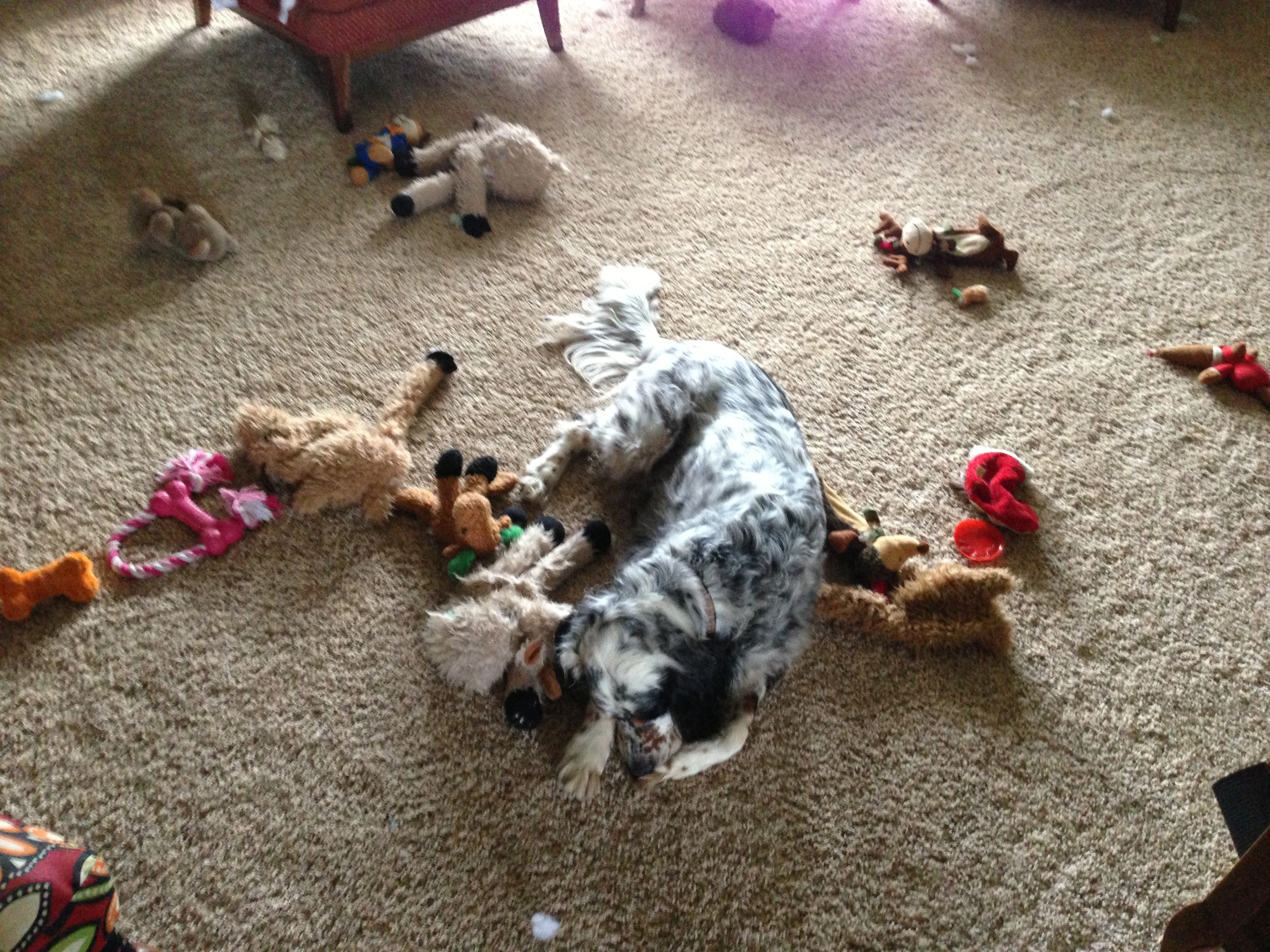 Dennis&rsquo; dog Hawkeye obviously had a hard time deciding what toy he wanted to play with.