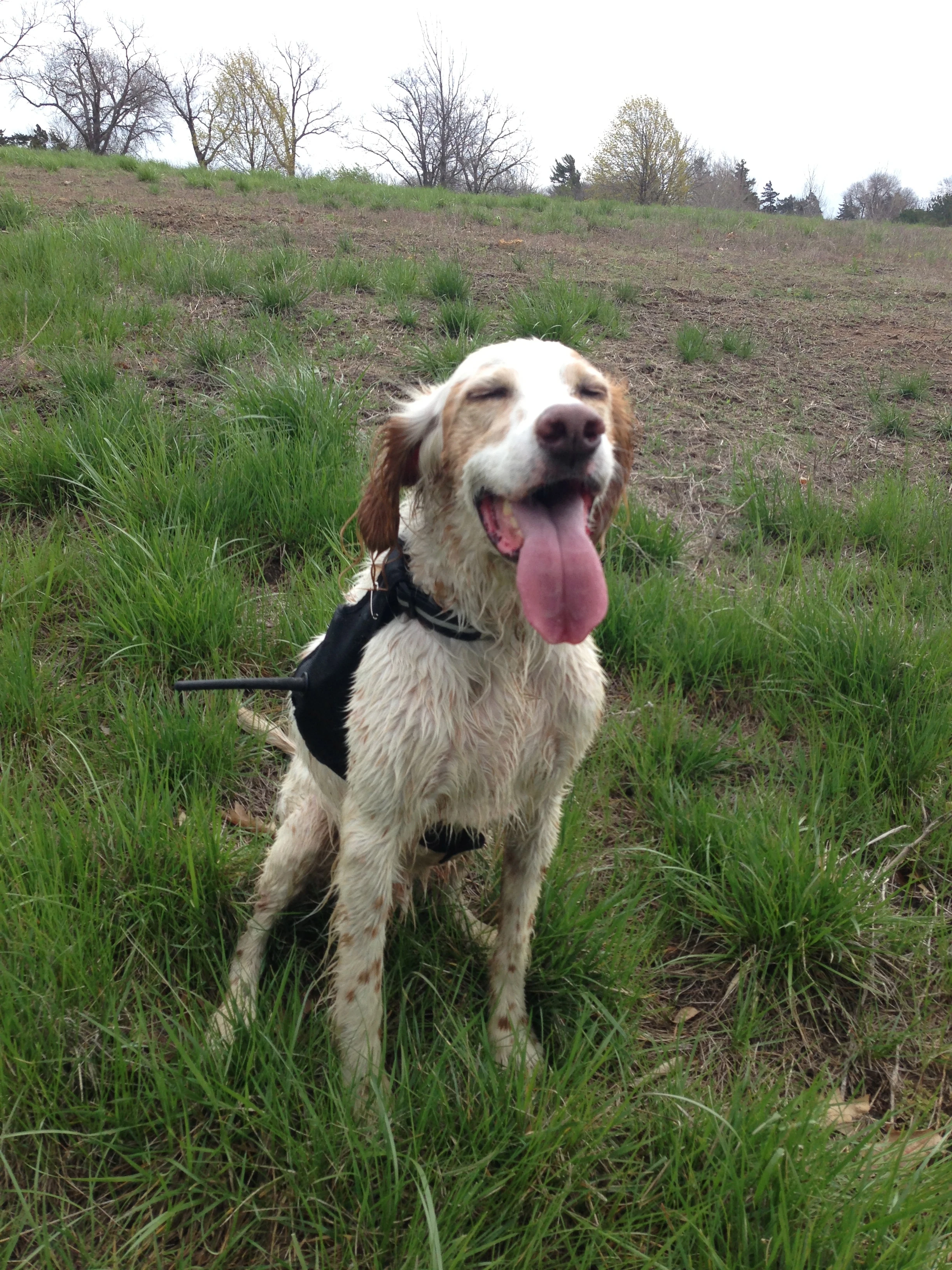 Bromont looking all proud and happy after running around Menninger&rsquo;s. 