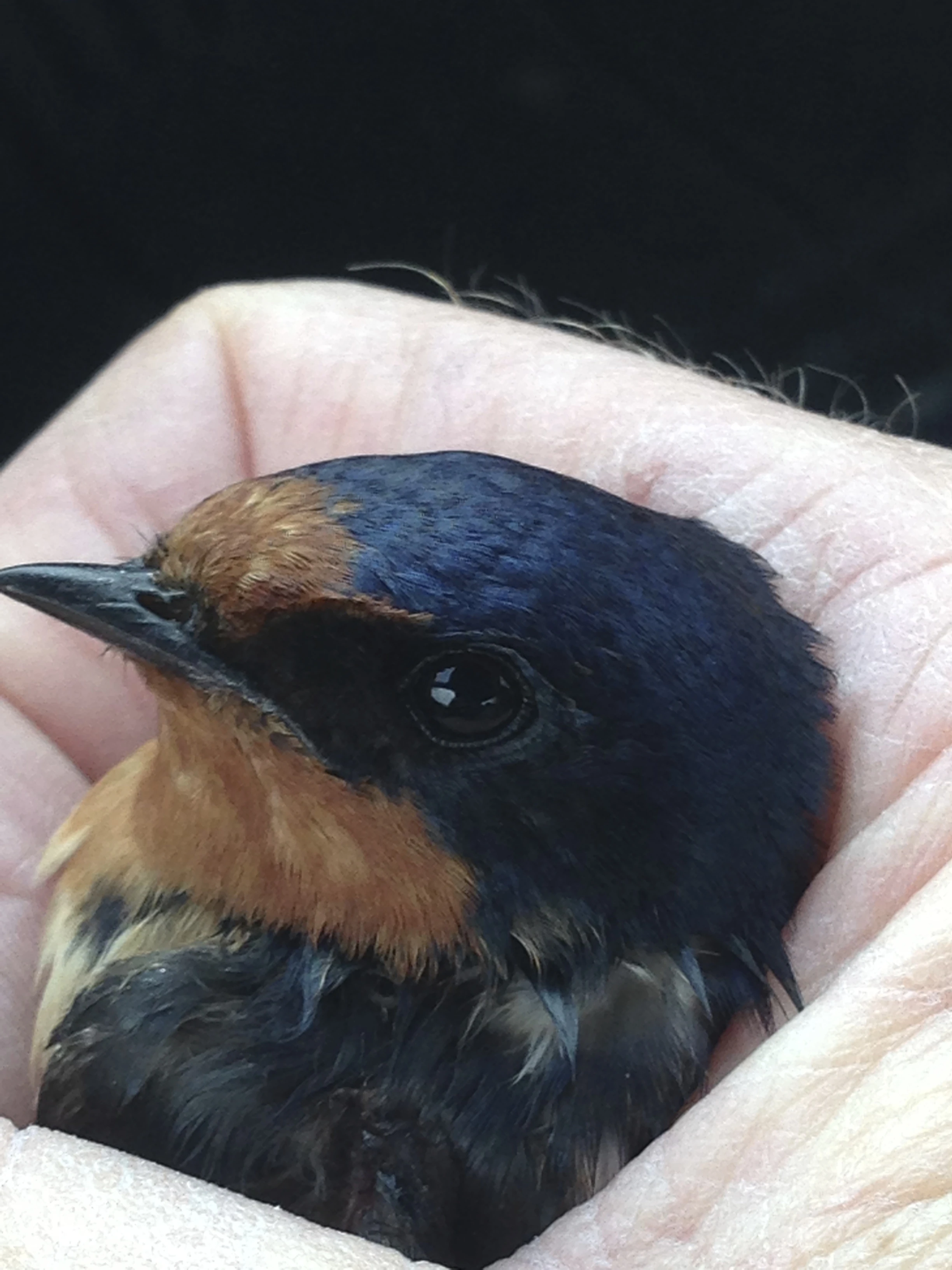 I found this bird flopping around on my walk at Menningers yesterday.