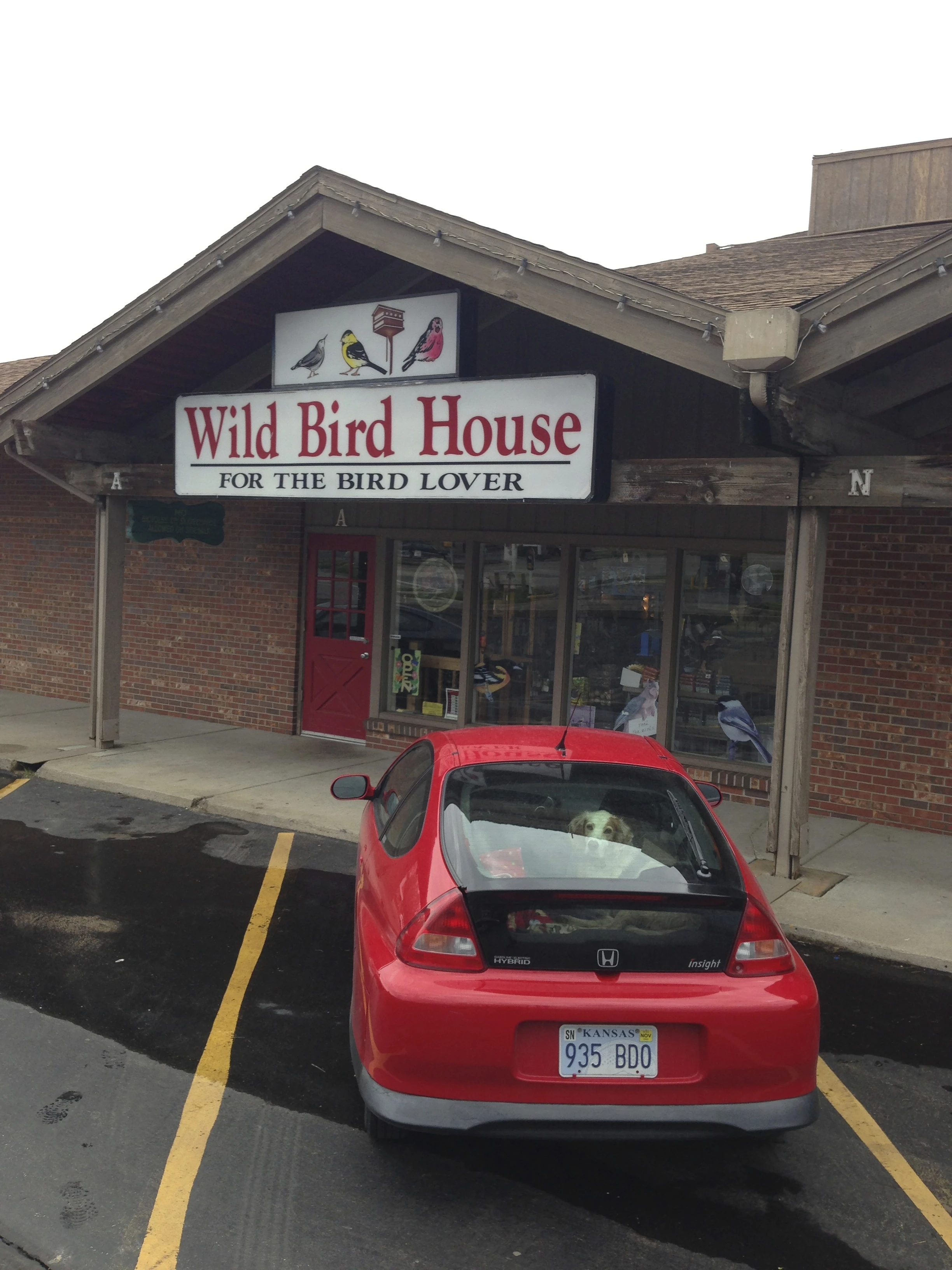 I took it here and the lady there does bird rehabilitation. She said it was a full grown Barn Swallow. It had a broken wing. She said she could probably fix it. That surprised me, but I gladly left it with her.