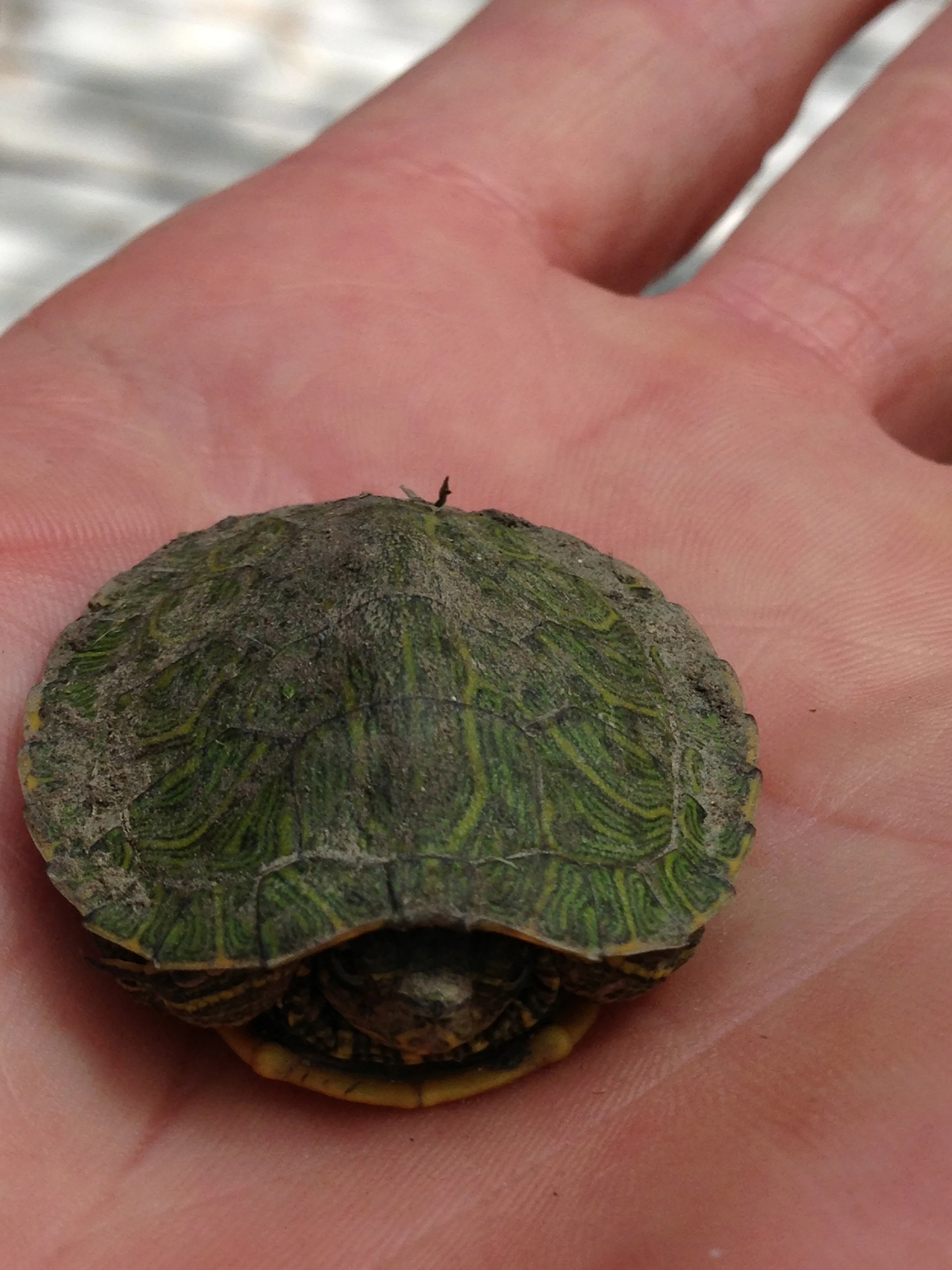 I did have the good fortune of finding this small turtle on the bike path on the way to White Rock. I dropped him into the creek.
