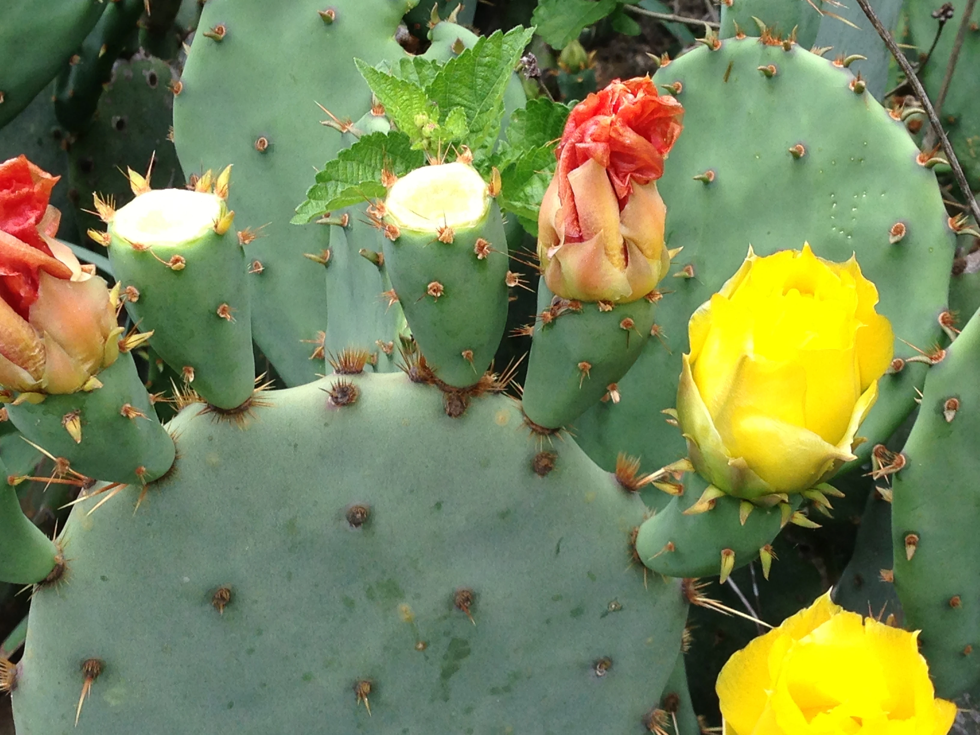 Cactus are beautiful when they bloom.