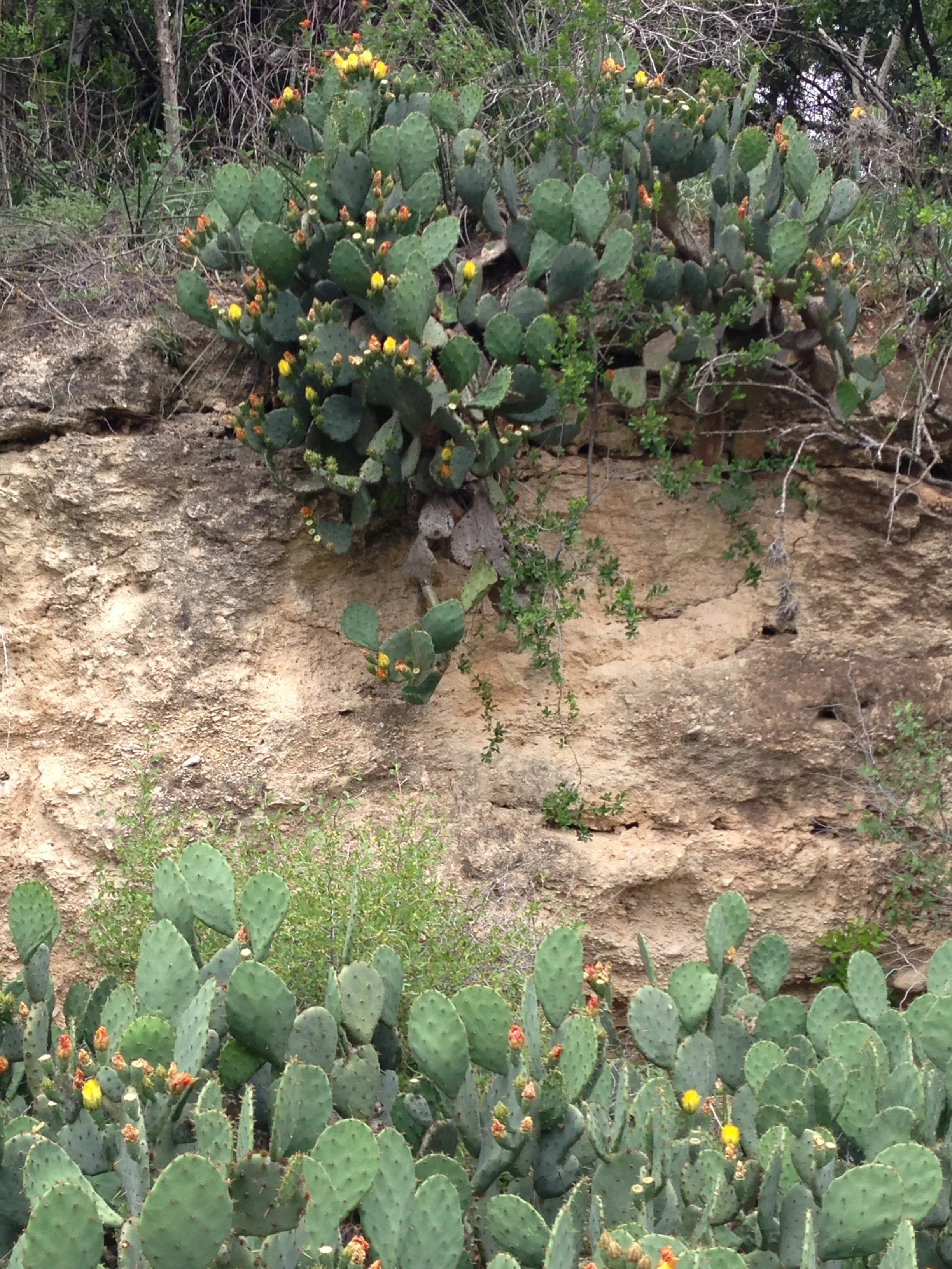 This was over at Zilkler Park, where cross nationals are going to be held next year. It is near Barton Springs.