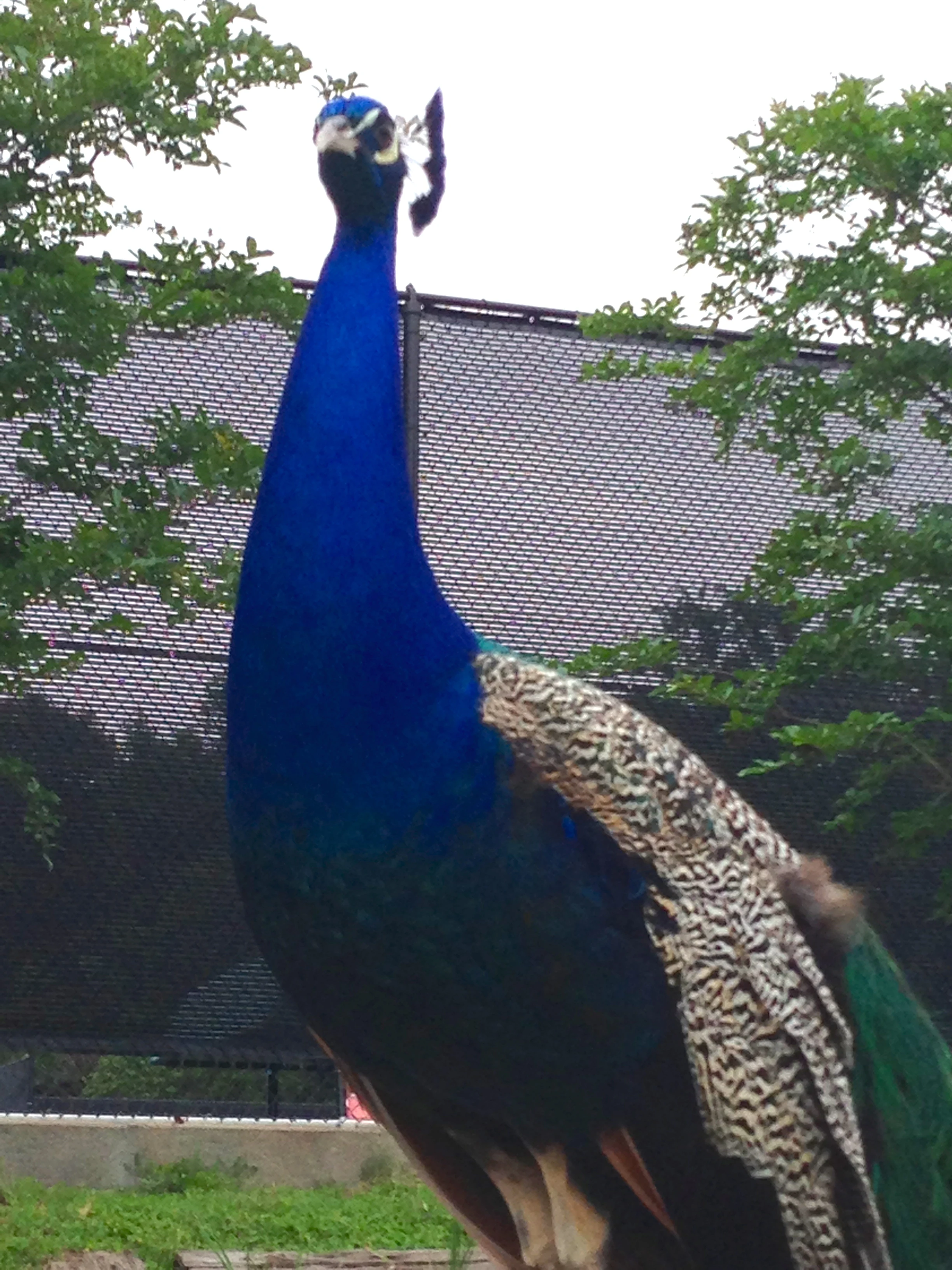 This guy was just walking around a neighborhood at the end of 35th street.