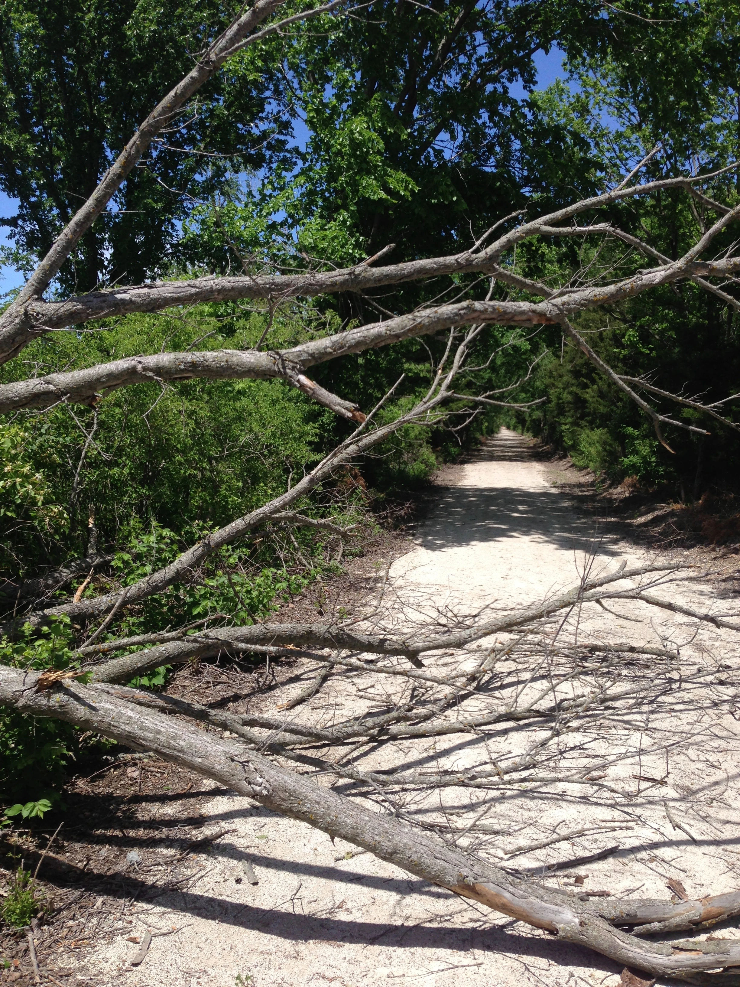 One of the trees down on the trail. I guess it was fortuitous that I didn&rsquo;t get smashed by this one.