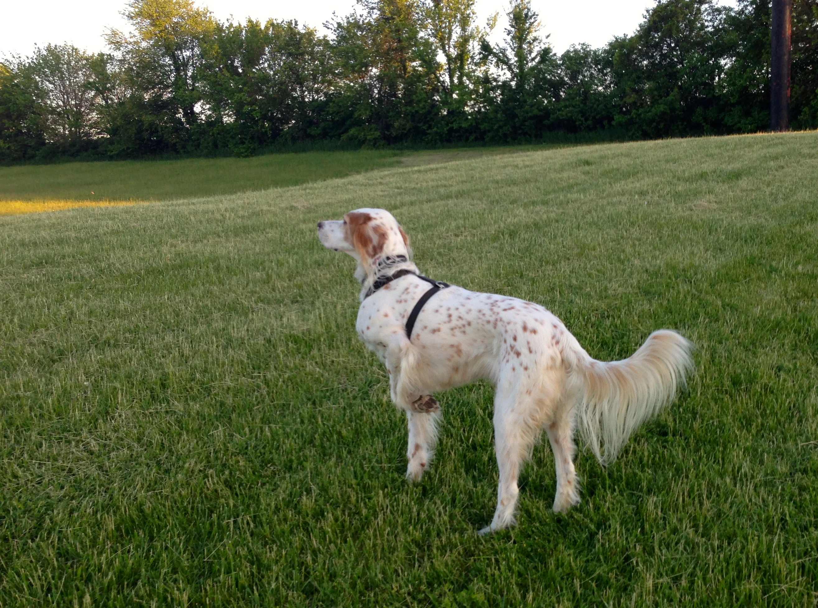 Bromont looking all fancy in Burlington Iowa last weekend.