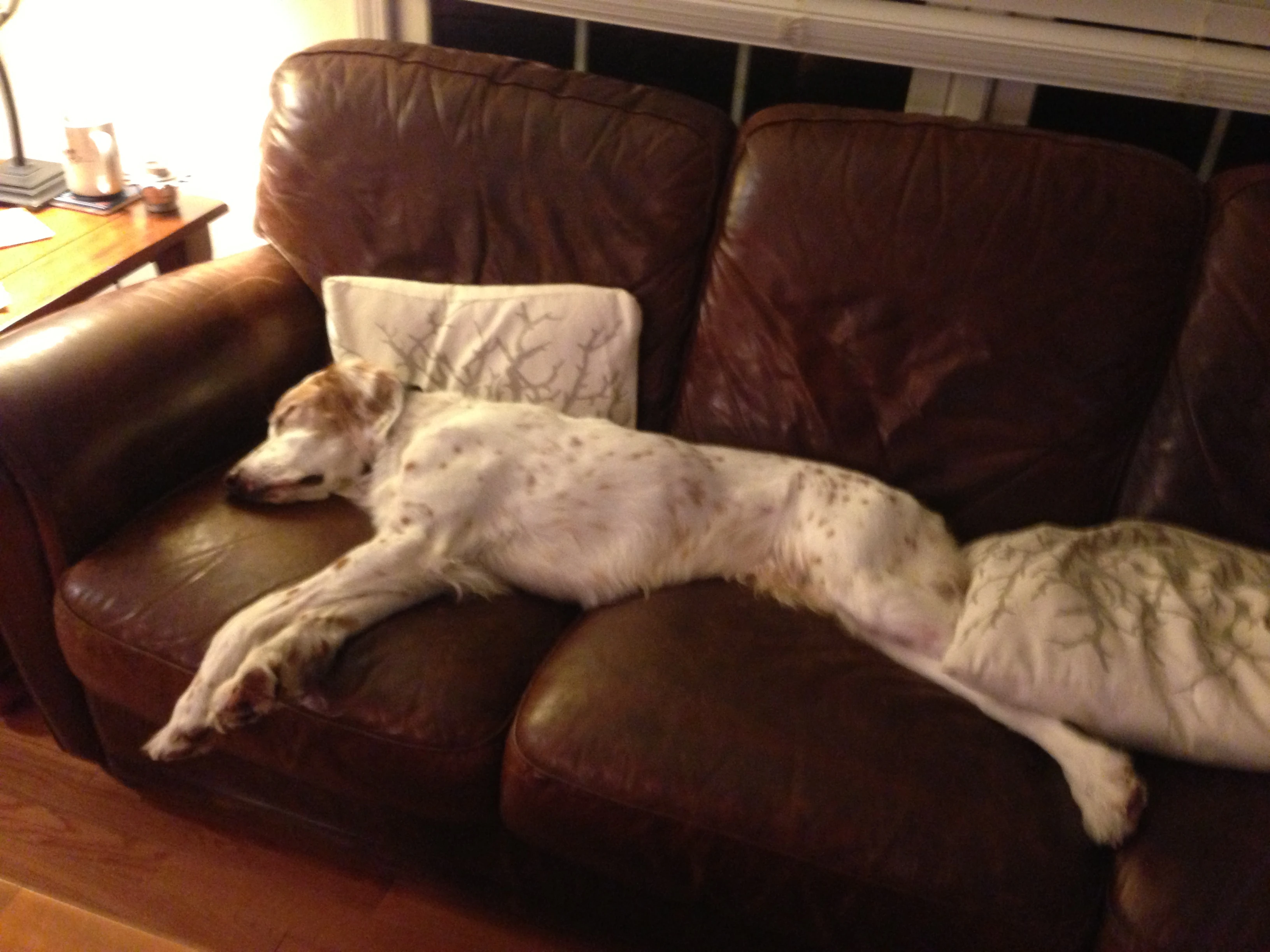Bromont making himself at home at Jeff&rsquo;s house. He gets pretty tired watching bike races. He&rsquo;s been to over 500 I&rsquo;d guess.