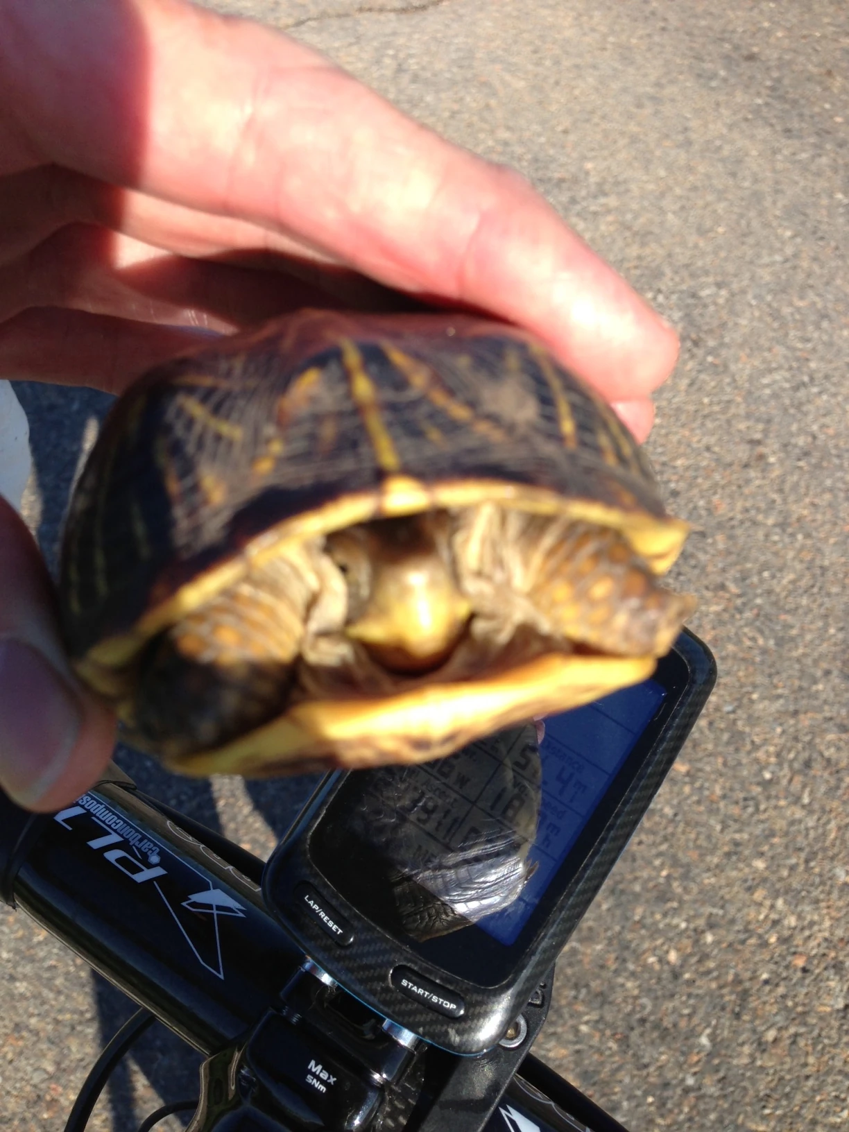 I picked up 3 or 4 turtles today off the road. It was a turtle slaughter by automobiles the last couple days. Snakes too. Whenever it rains a ton, those guys look for high, dry ground, which ends up being the road. It isn&rsquo;t pretty.