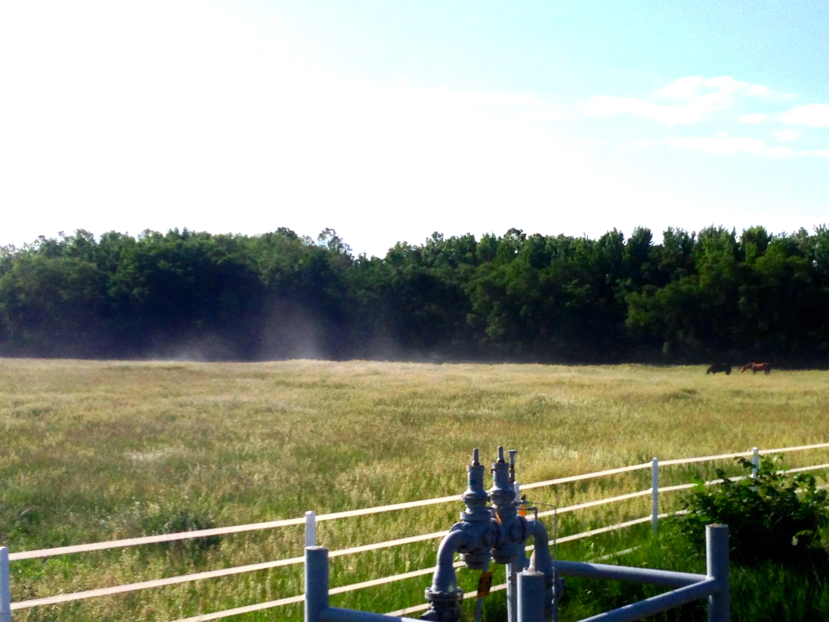 It&rsquo;s kind of hard to see from these photos, but if you enlarge them you can see the pollen.