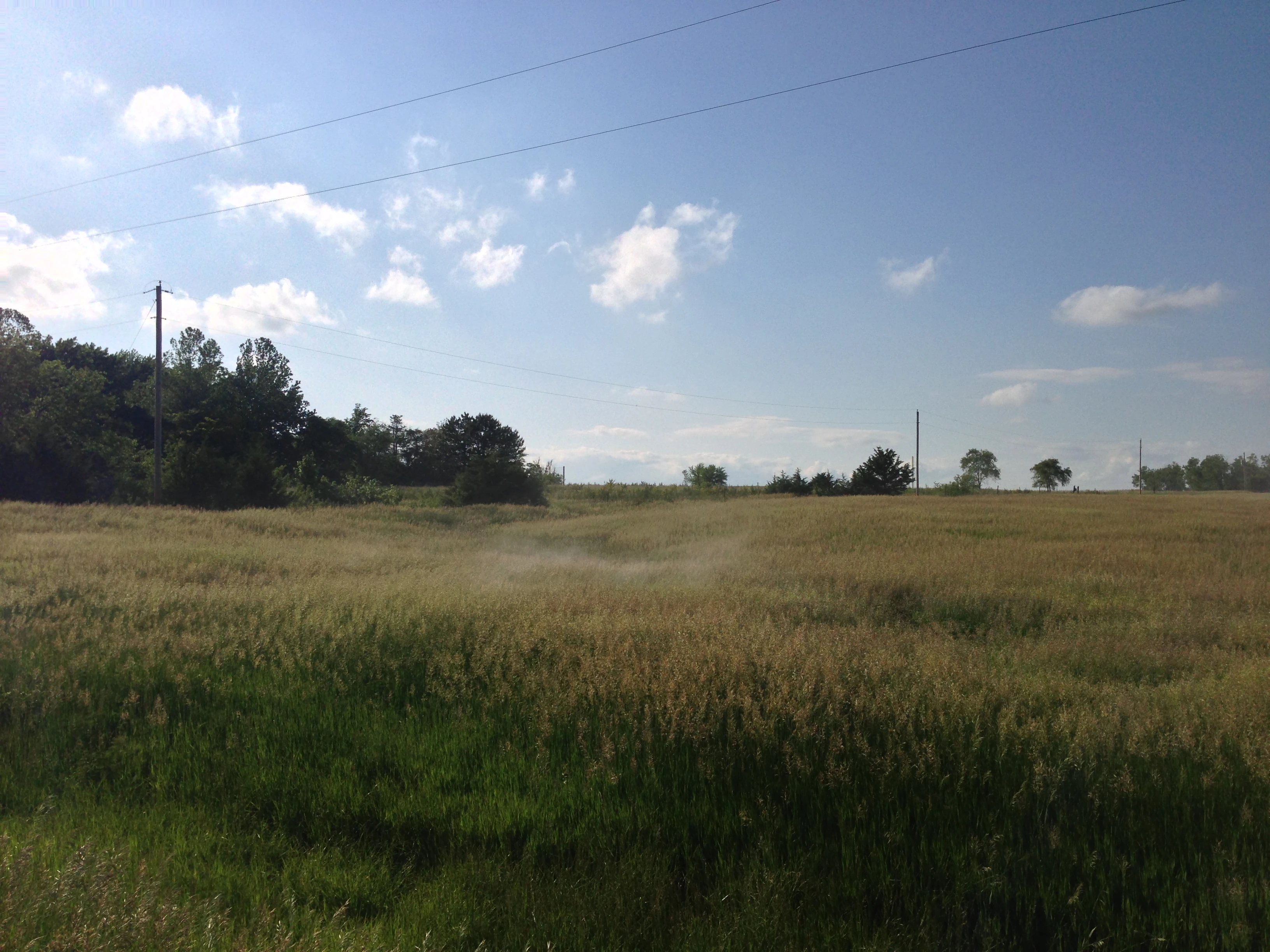 It was weird, I&rsquo;d been watching a field and these little plums of pollen would just pop out of nowhere all over.