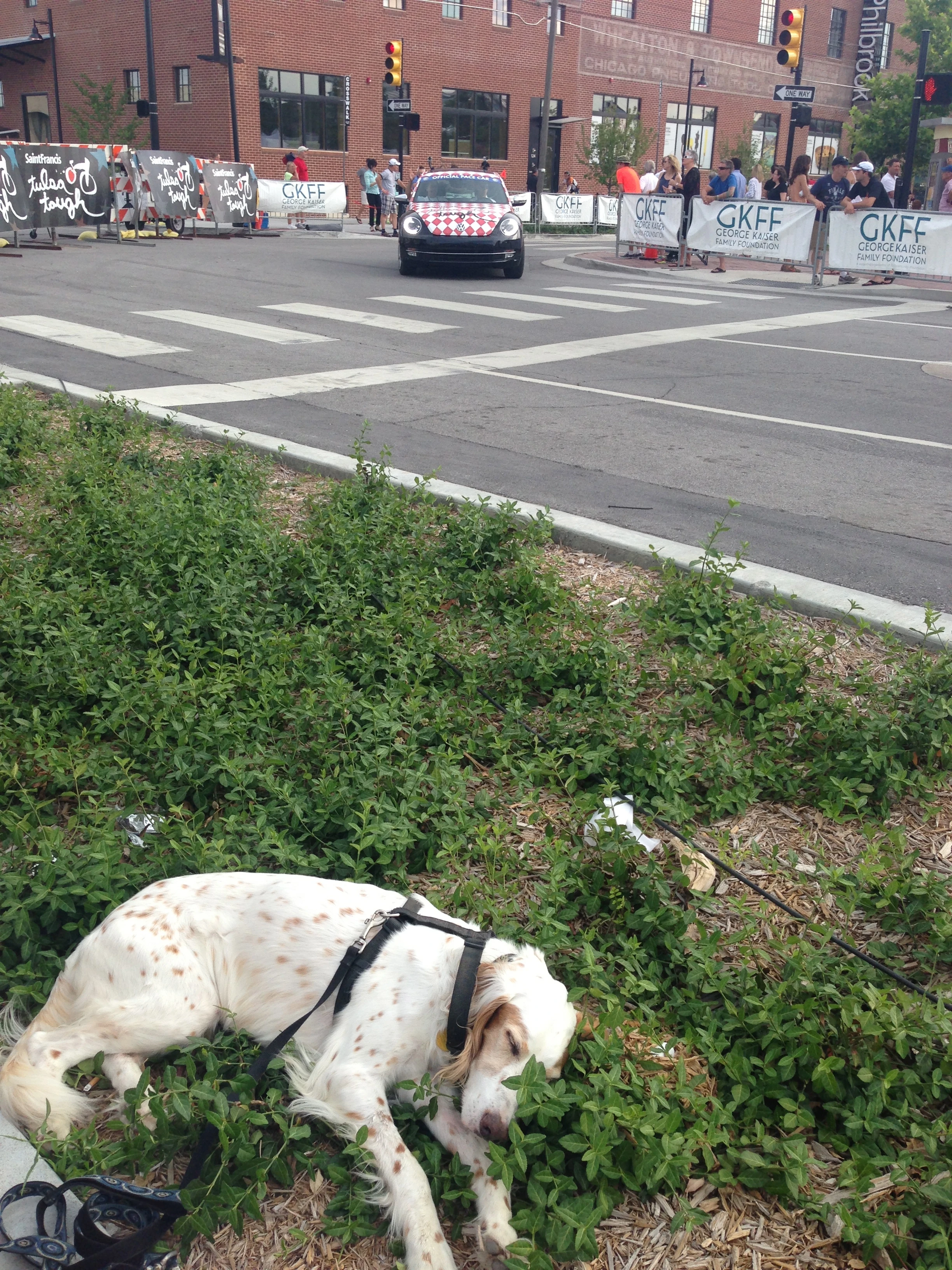 Bromont ran out of juice during the women&rsquo;s race and just plopped down in the middle of these bushes.