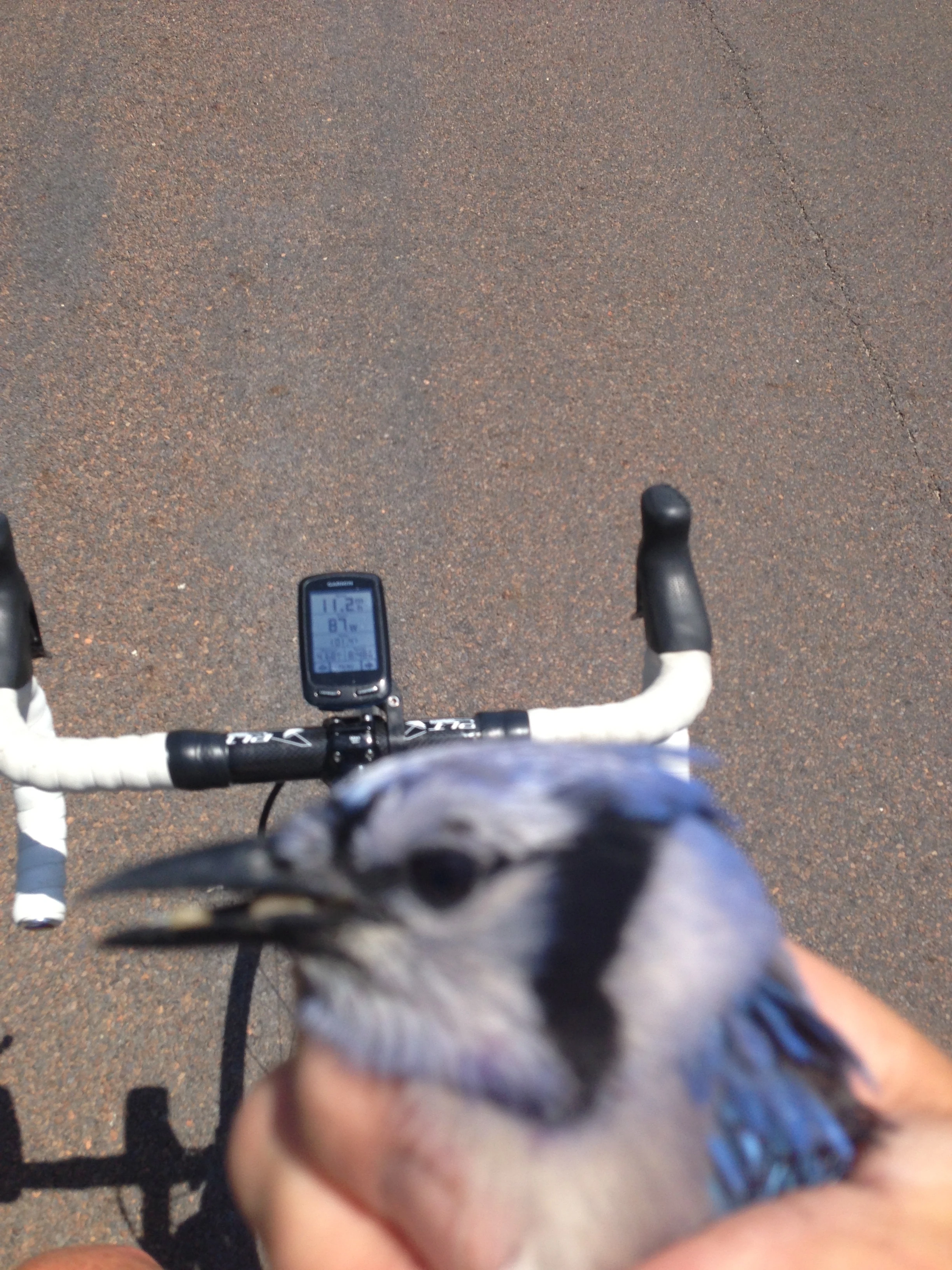 I only had a little bit to ride yesterday and got Bill to head out into the muggy heat. We came upon this hurt Bluejay after 7 miles and I couldn&rsquo;t leave it on the road, so I picked it up and rode it back into town and took it to some people at the Wild Bird Store. They rehabilitate hurt birds. I hope he does okay. 