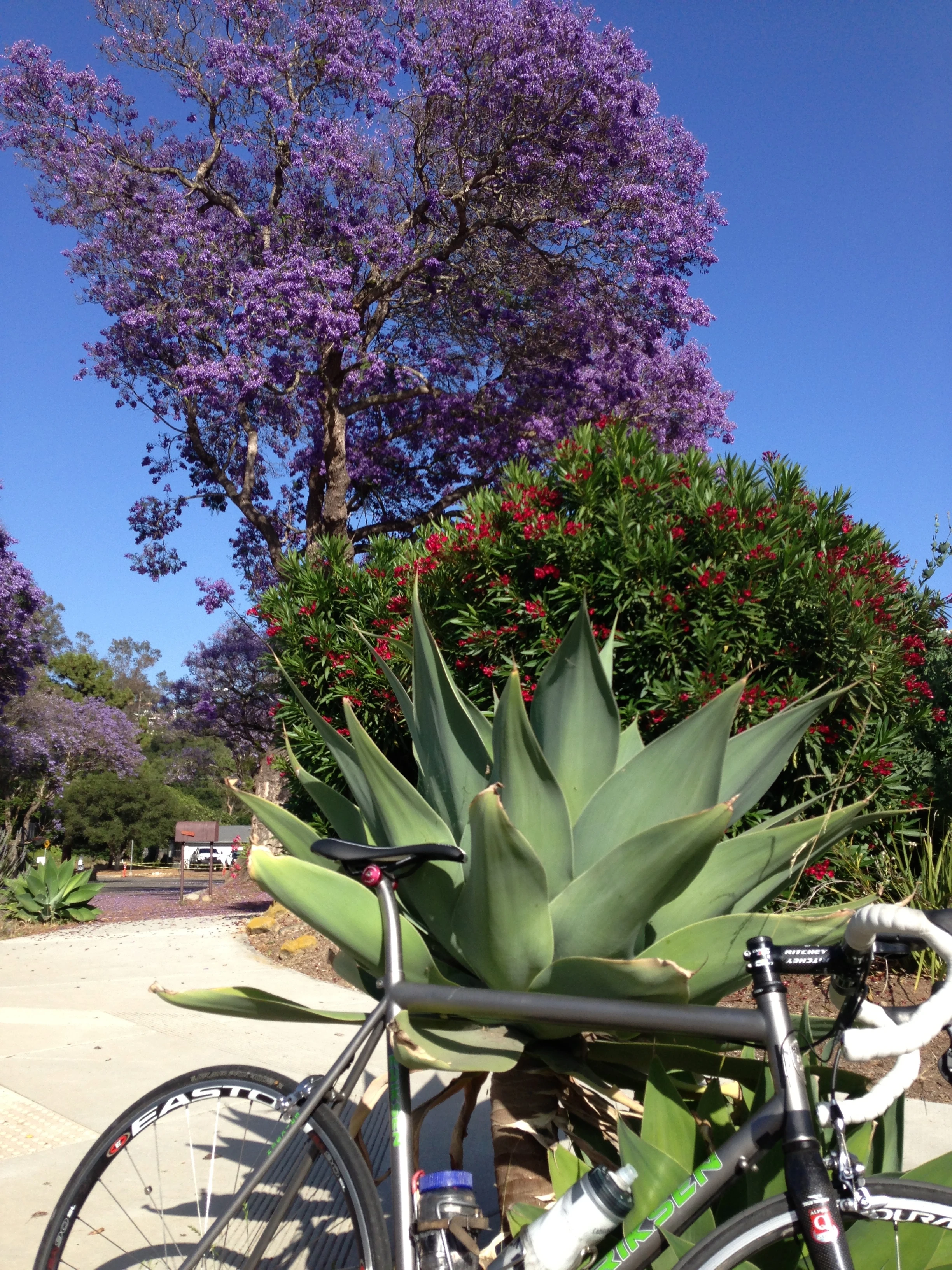 There are a lot of these purple bushes here in Santa Barbara. I don’t know what they are, but they sure are pretty.