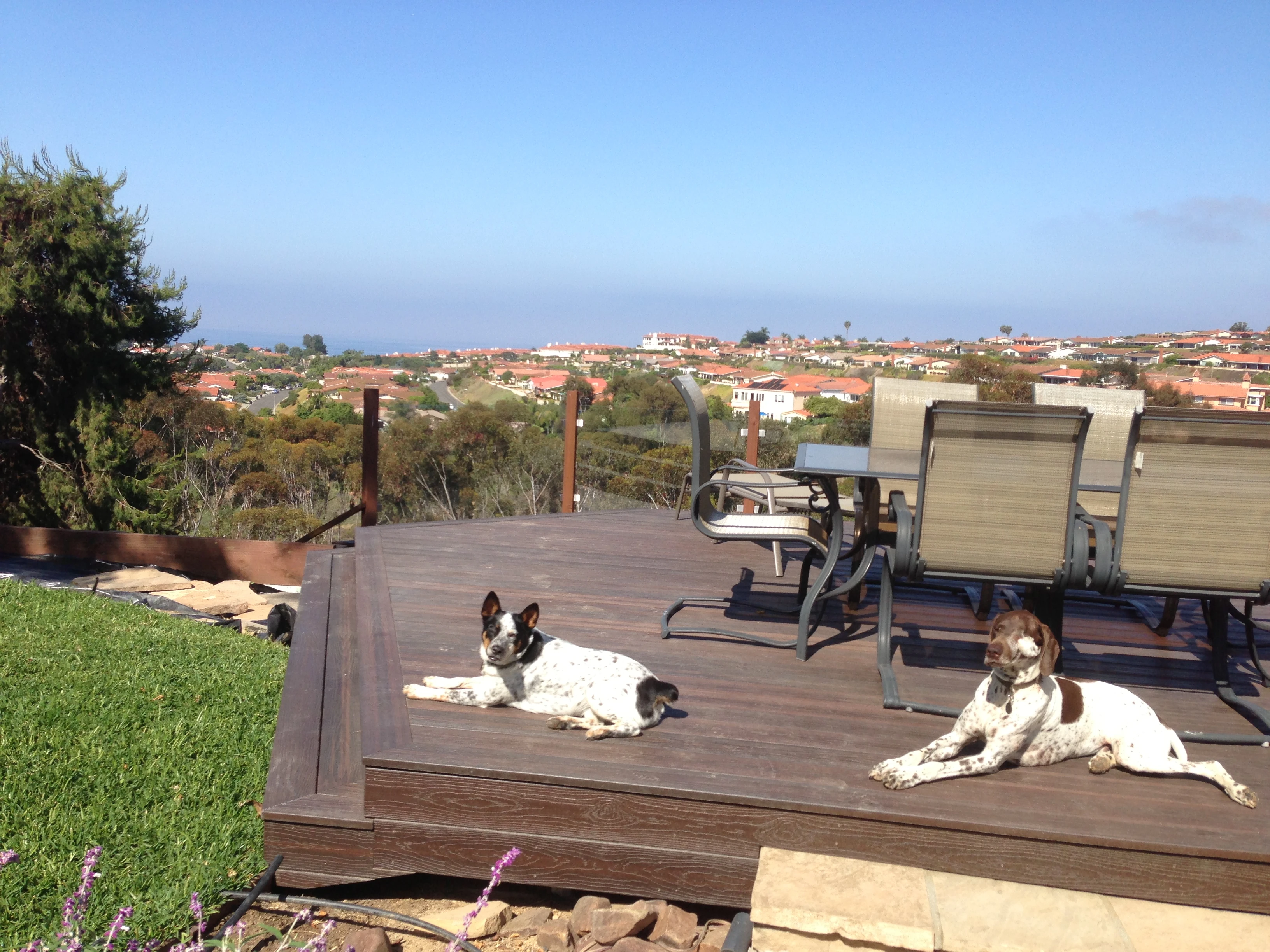 Don and Sue&rsquo;s dog out on the porch this morning. They have the life.