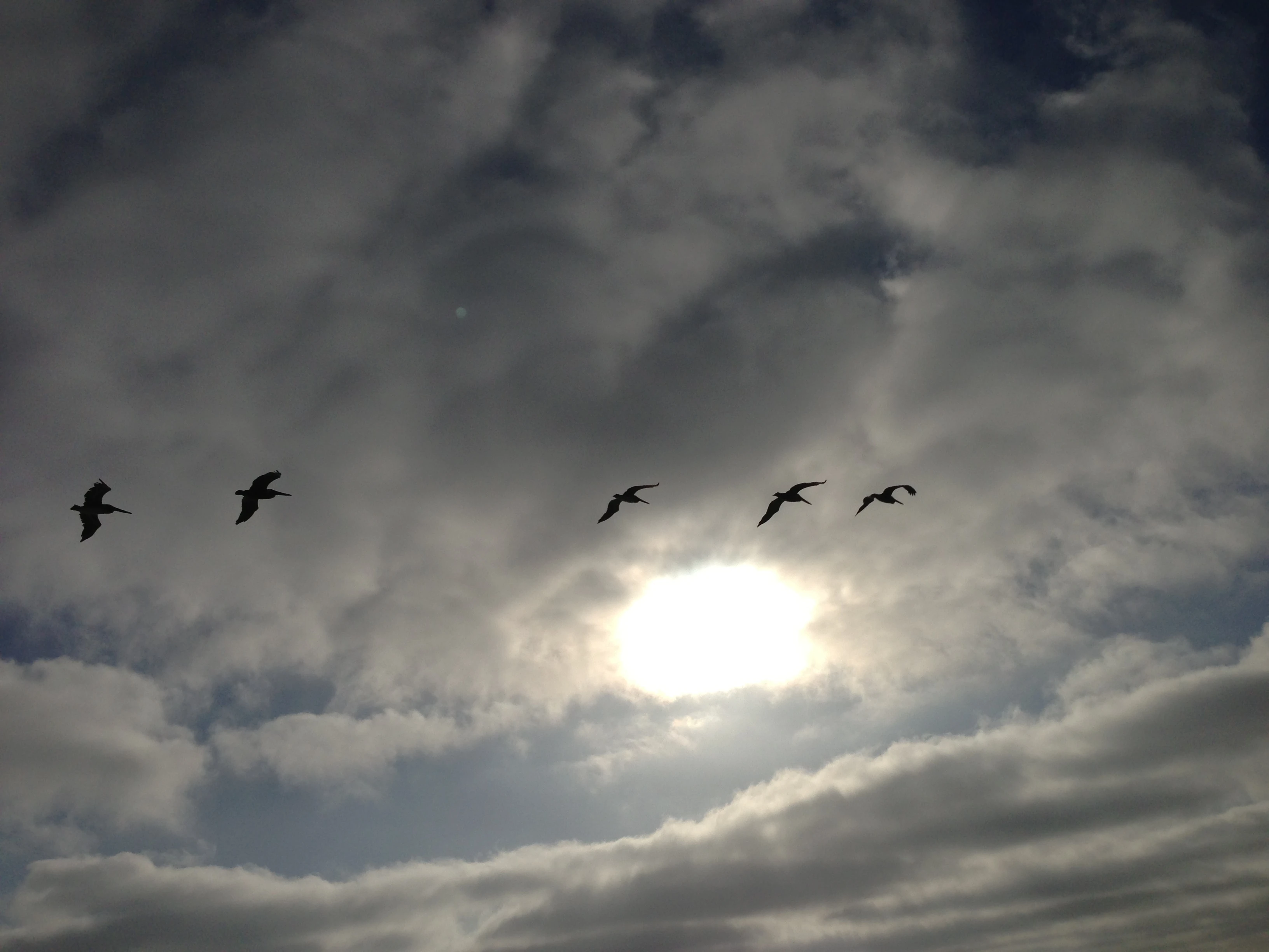 I love watching the pelicans glide back and forth down the coast. They fly so effortless.