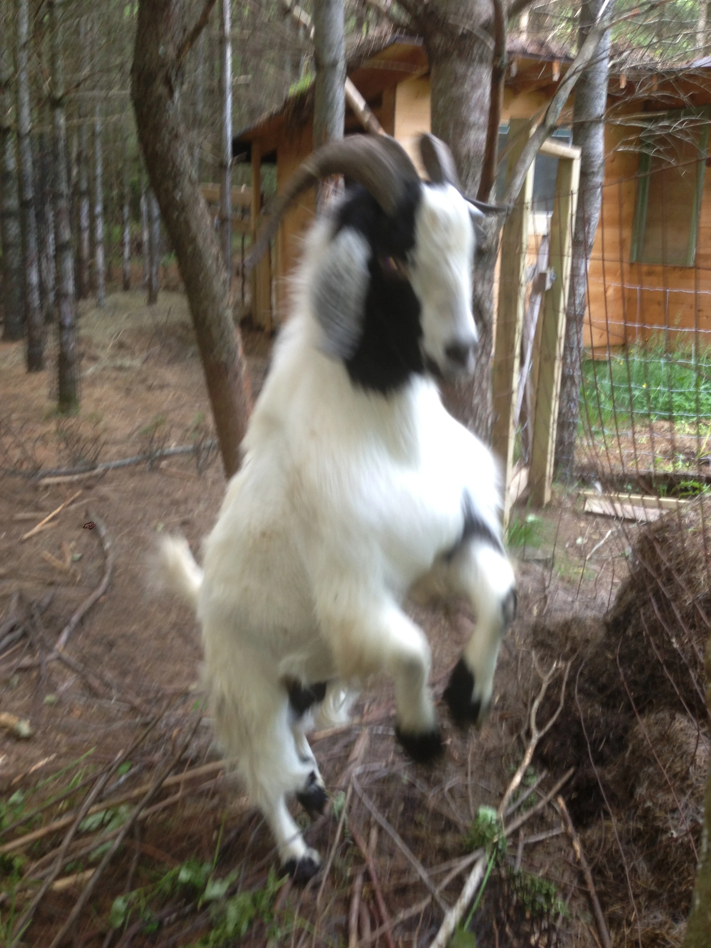 My friend George Welk&rsquo;s goat.