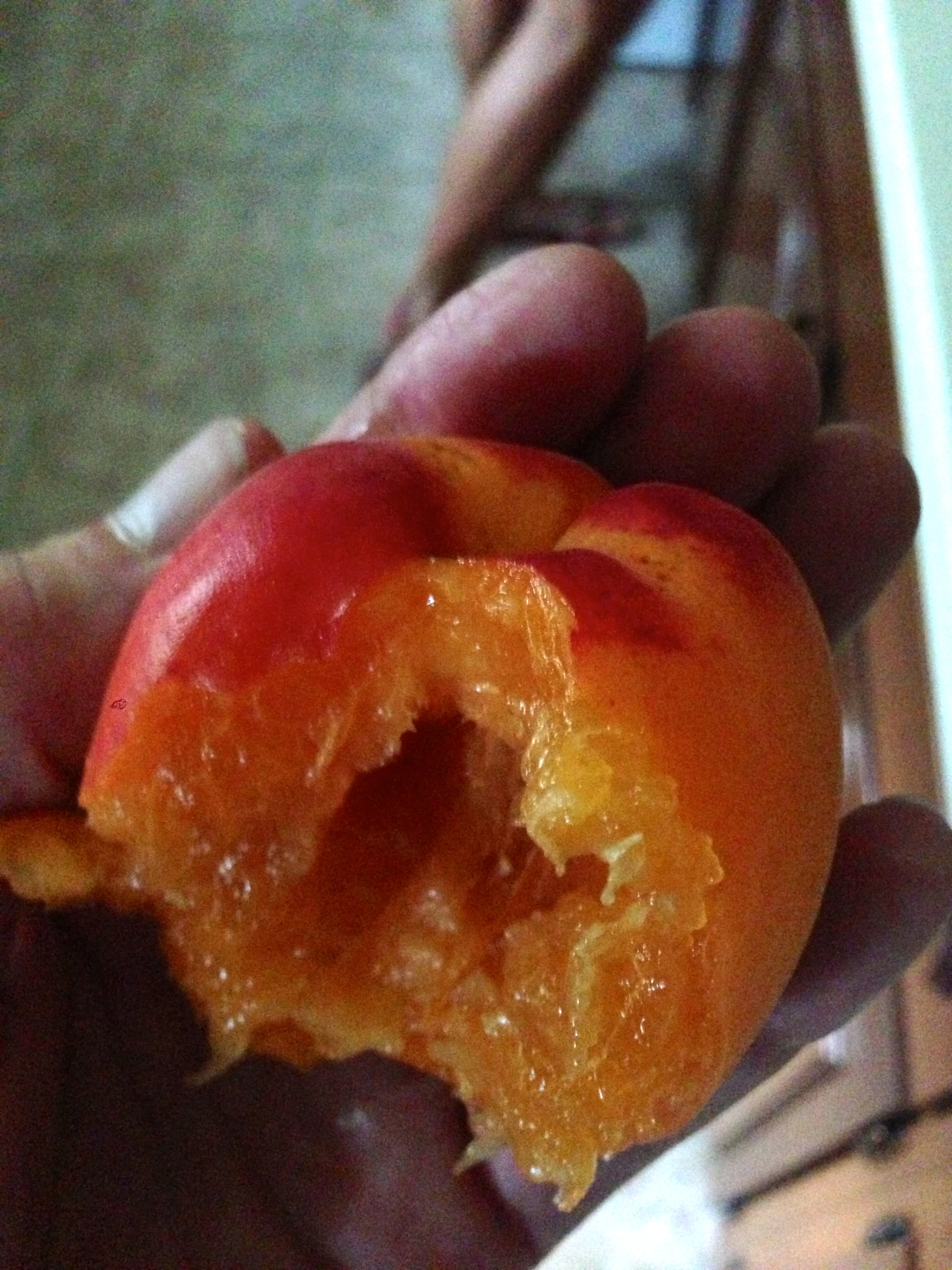 The huge apricot. Pretty great.